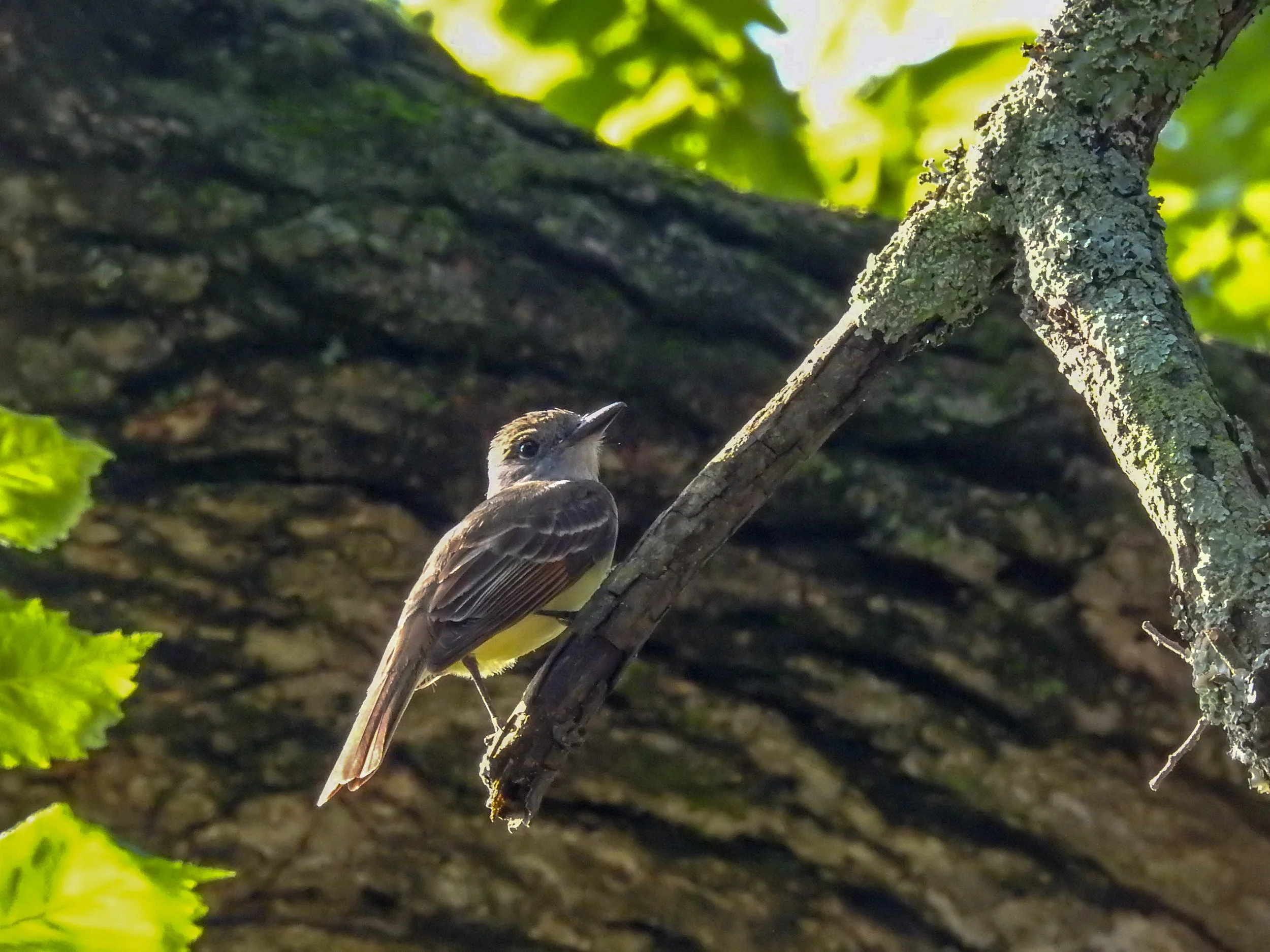 Great Crested Flycatcher