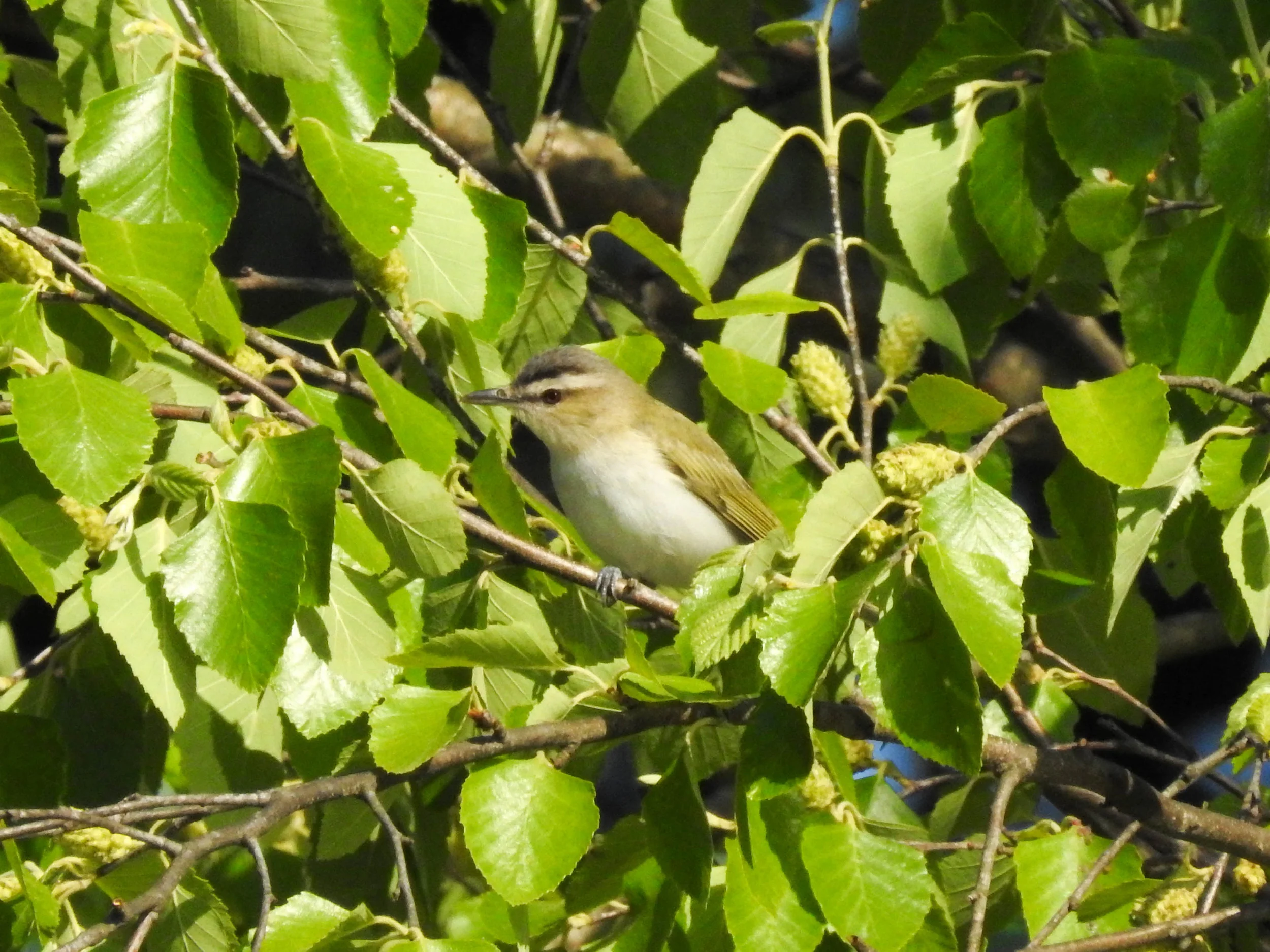 Red-eyed Vireo