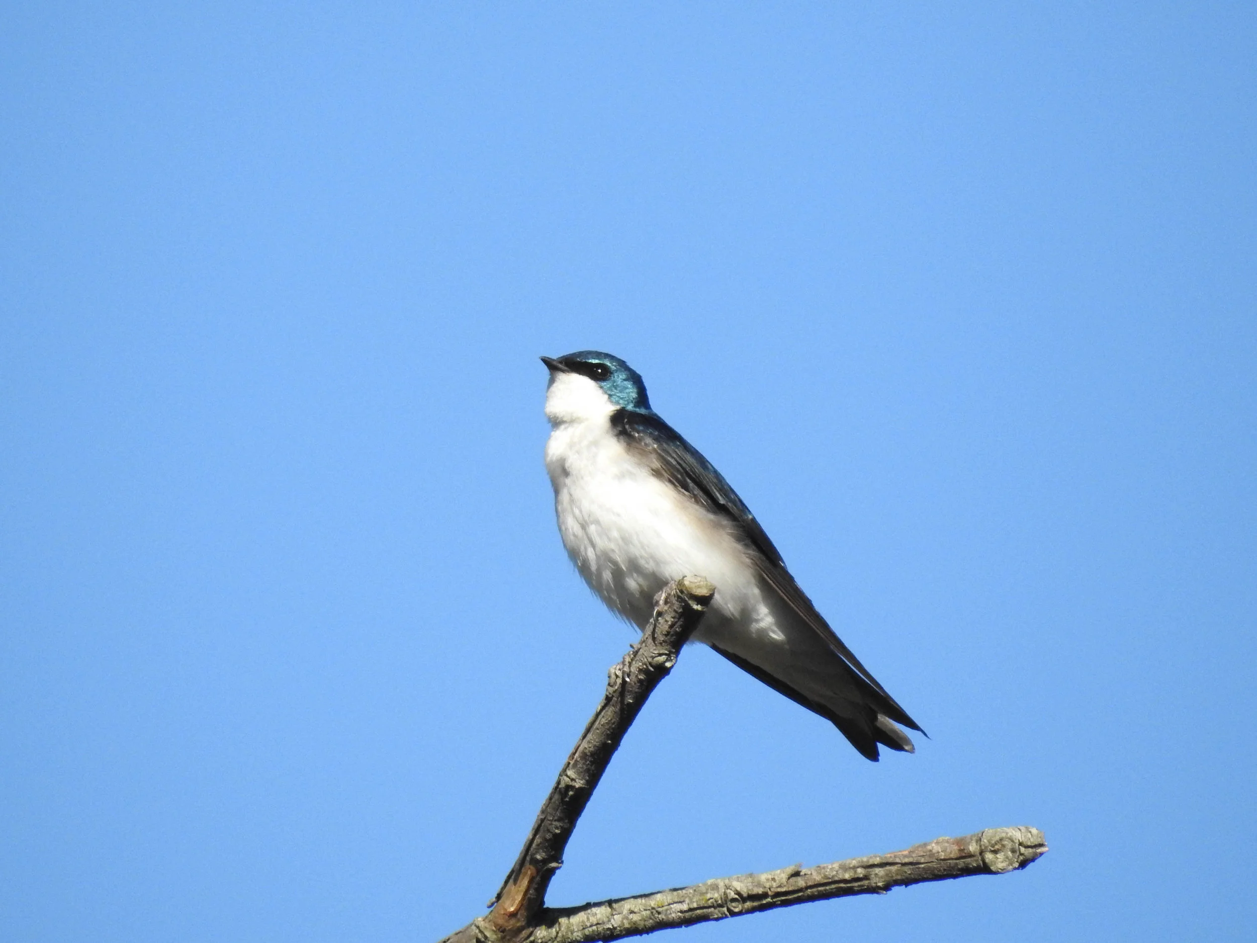 Tree Swallow