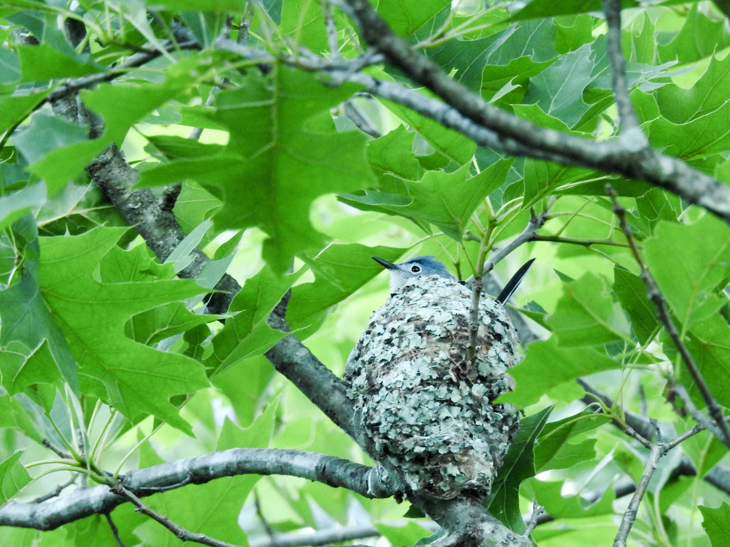 Blue-gray Gnatcatcher, male
