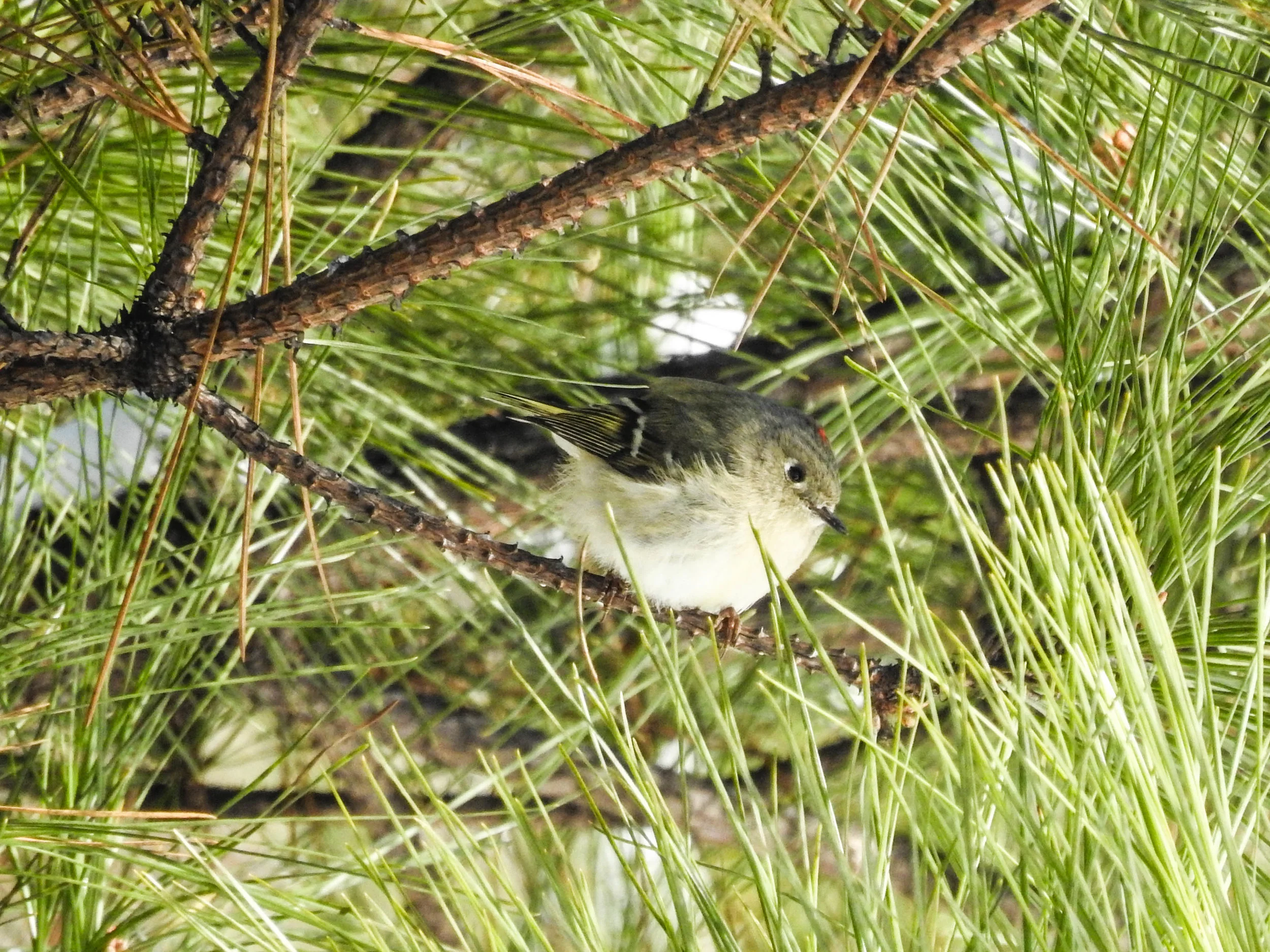 Ruby-crowned Kinglet, male
