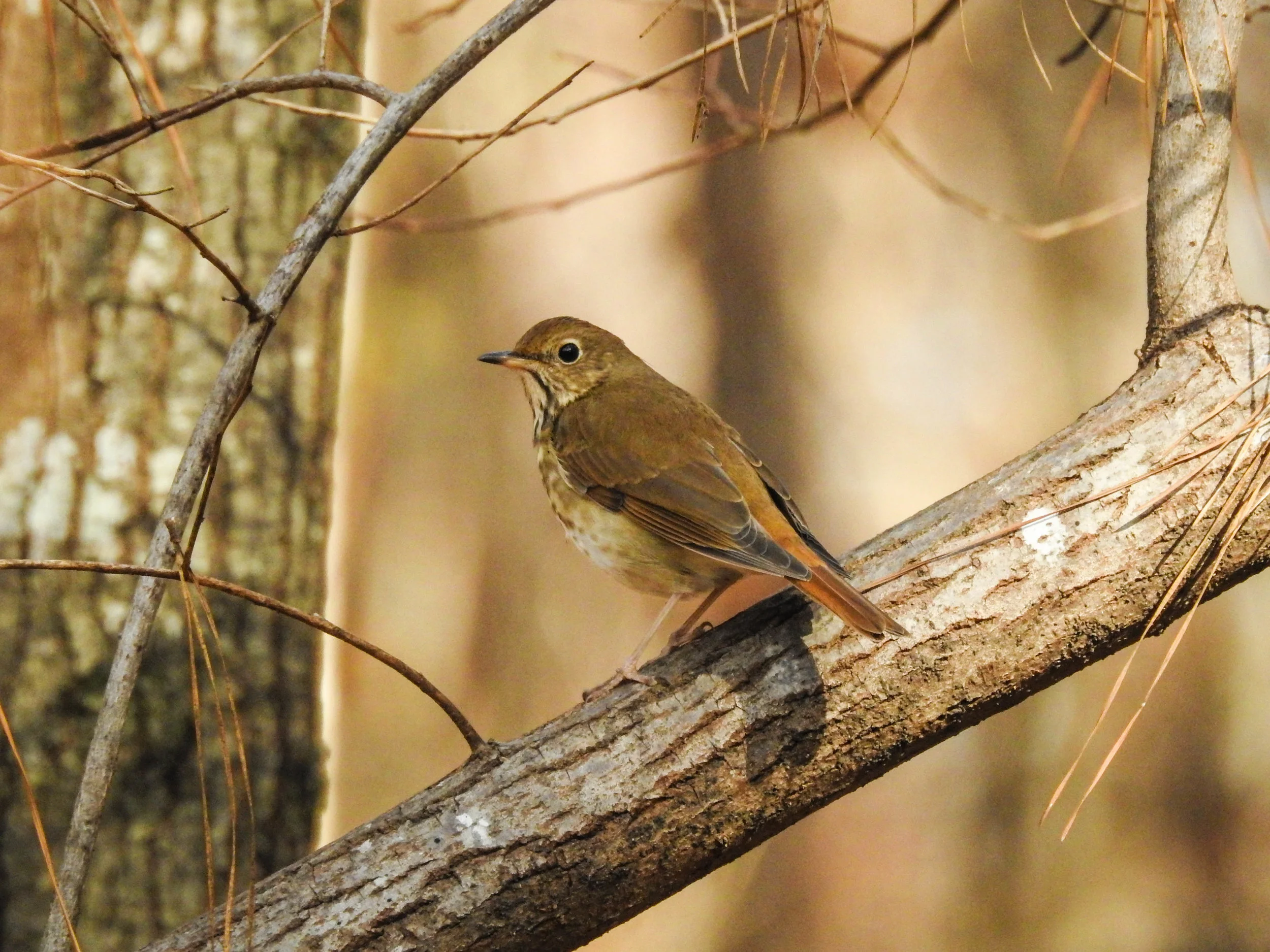 Hermit Thrush