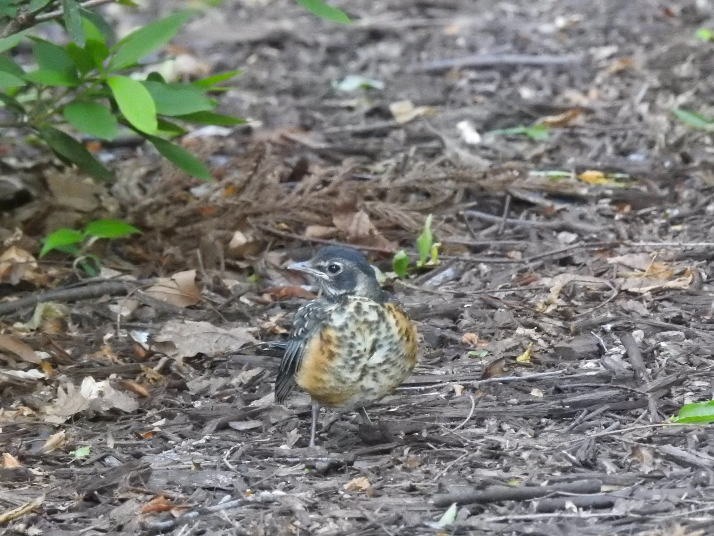 American Robin, juvenile