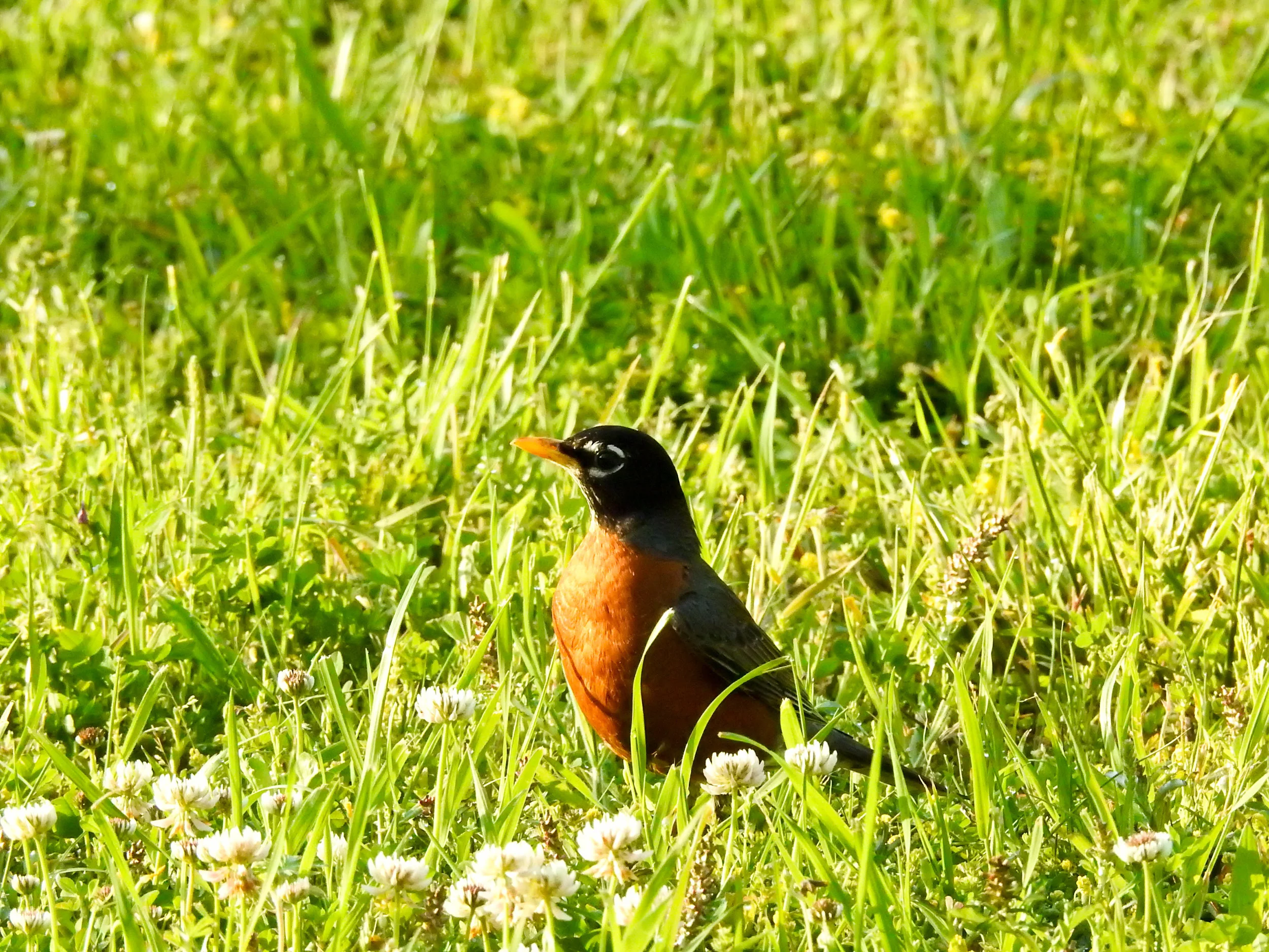 American Robin, male