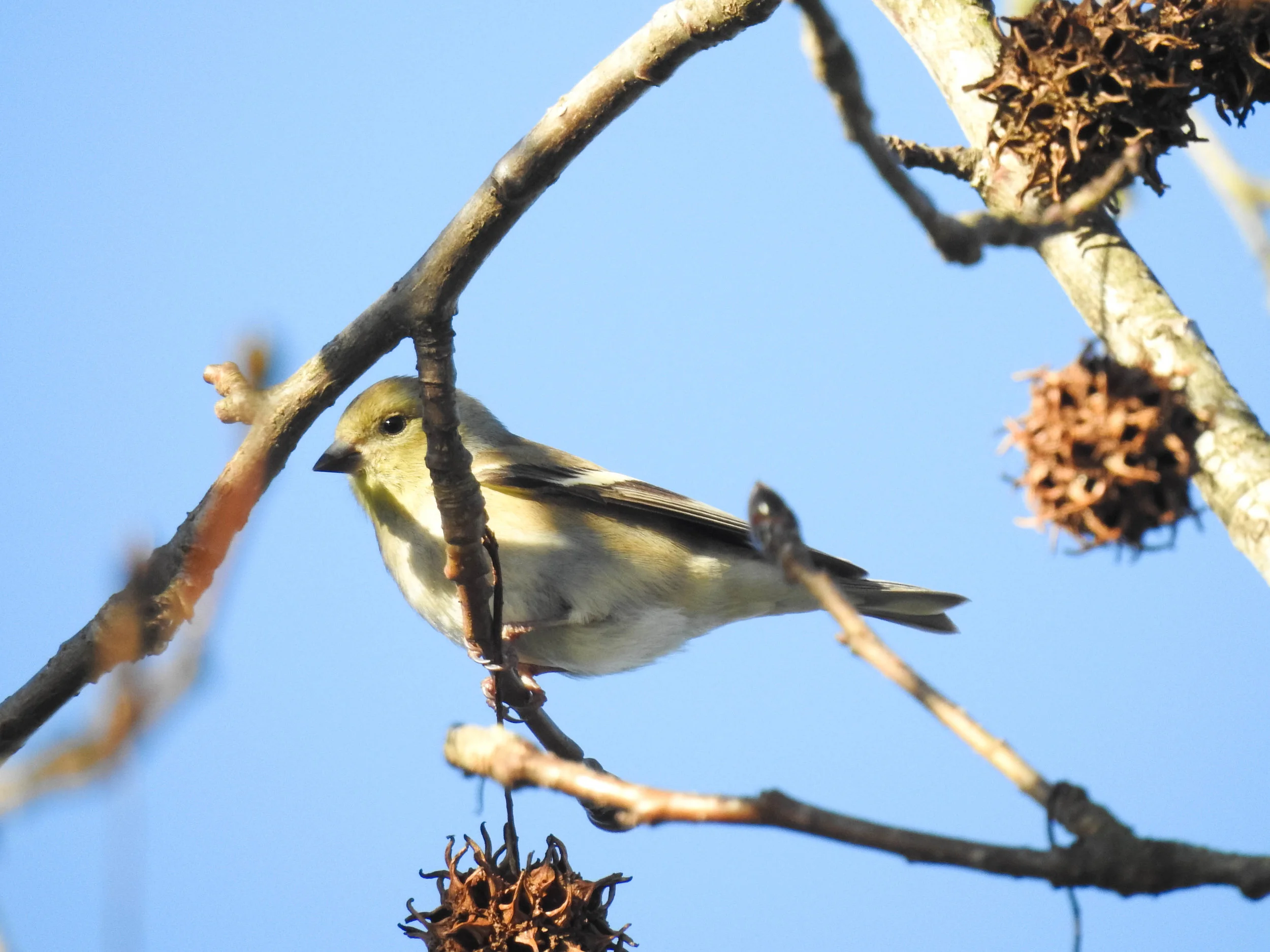 American Goldfinch, female