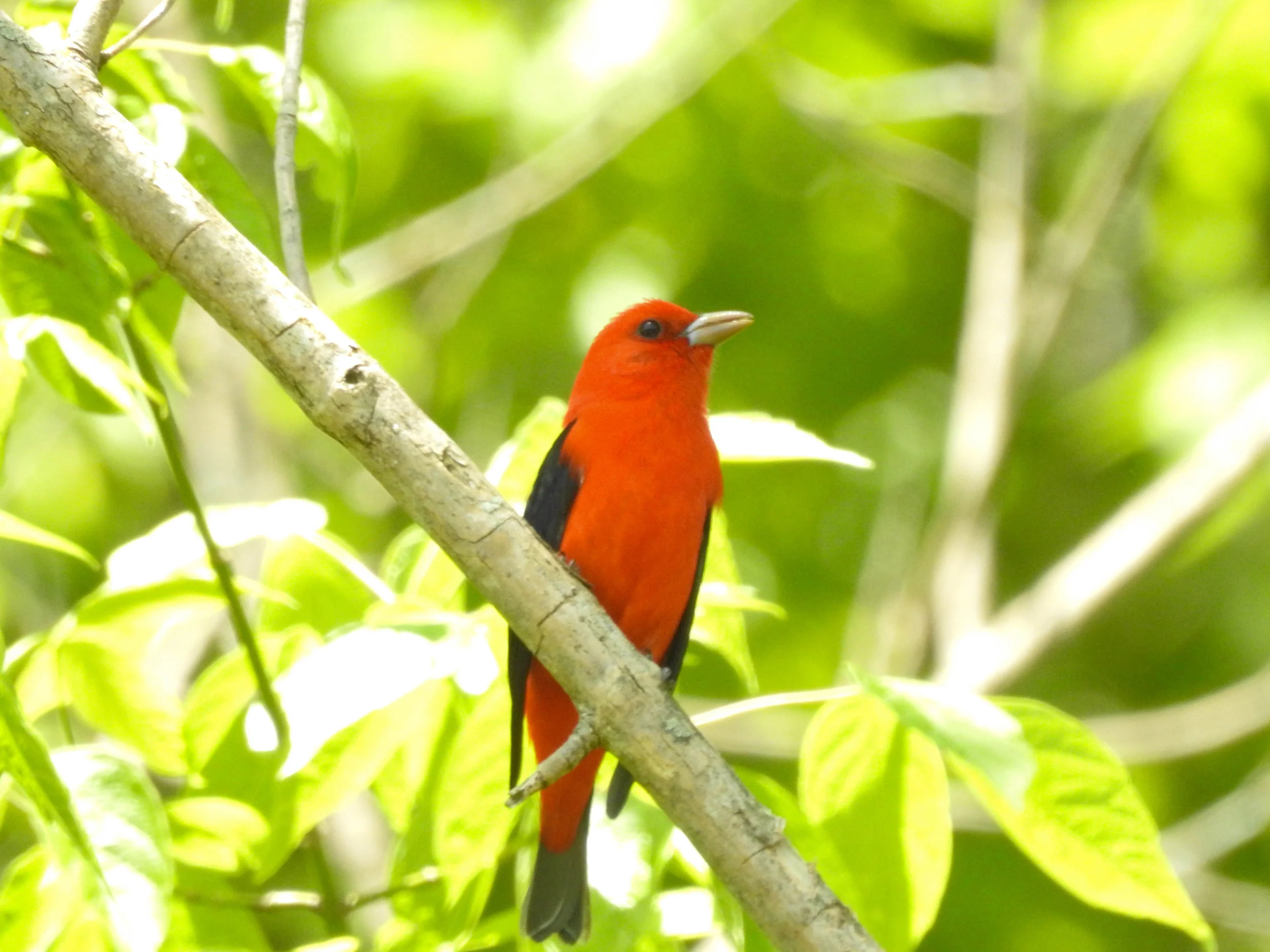 Scarlet Tanager, male