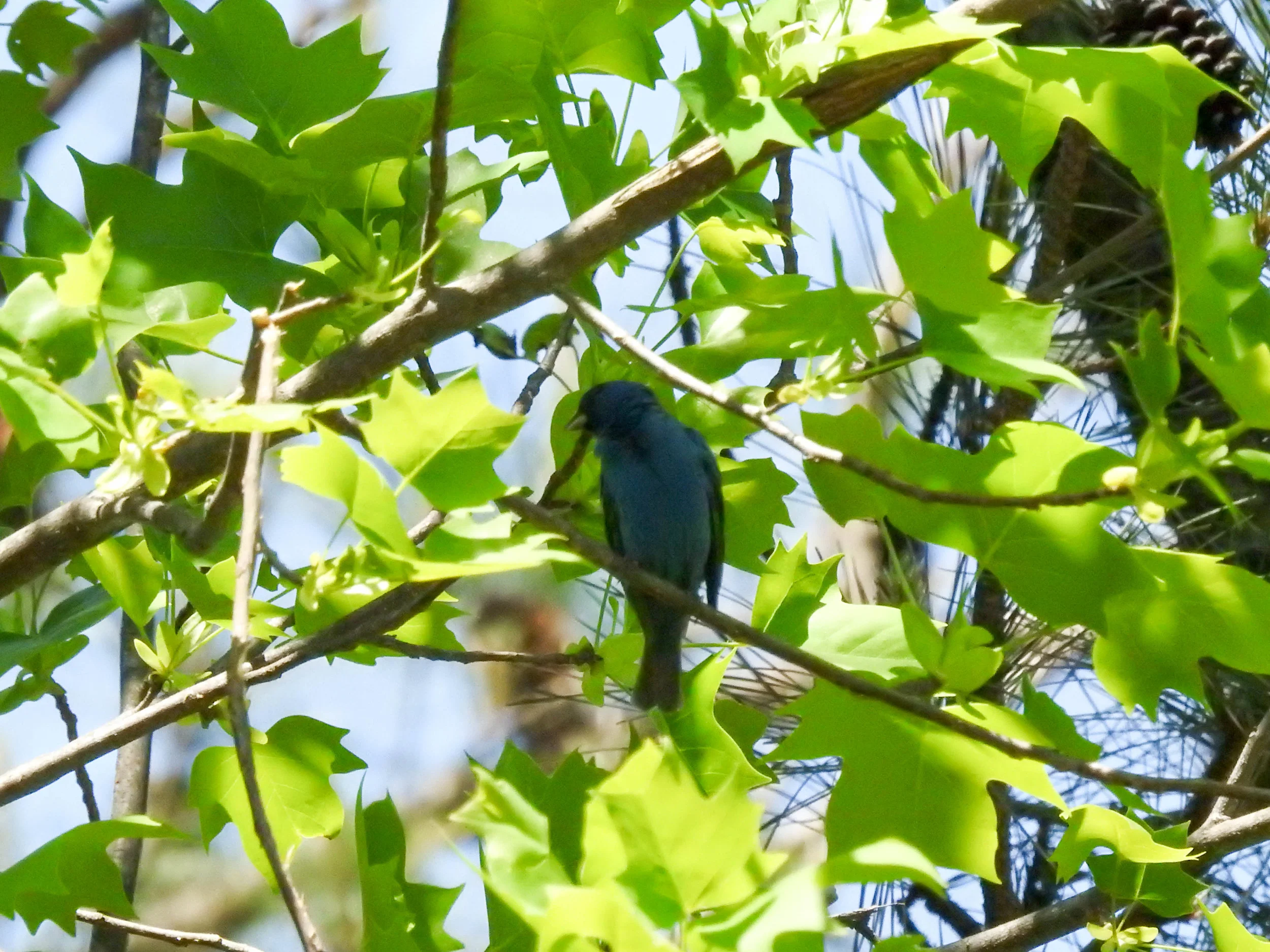 Indigo Bunting, male