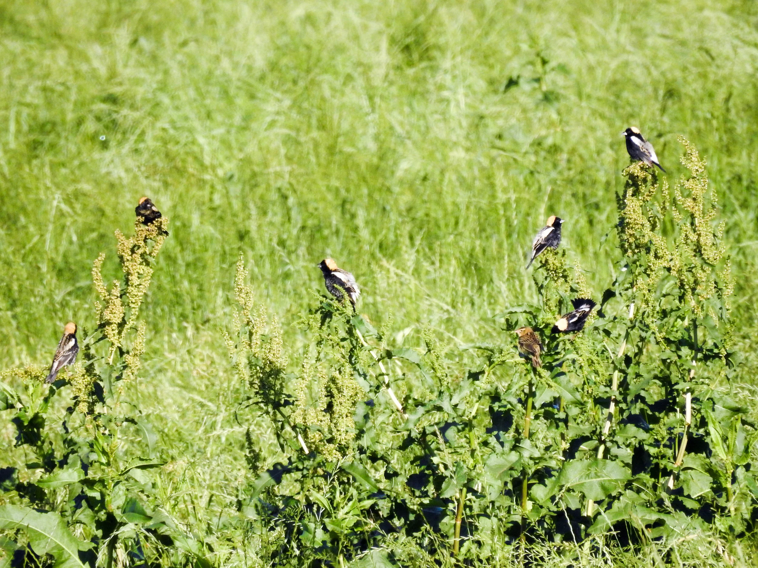 Bobolinks, male and female