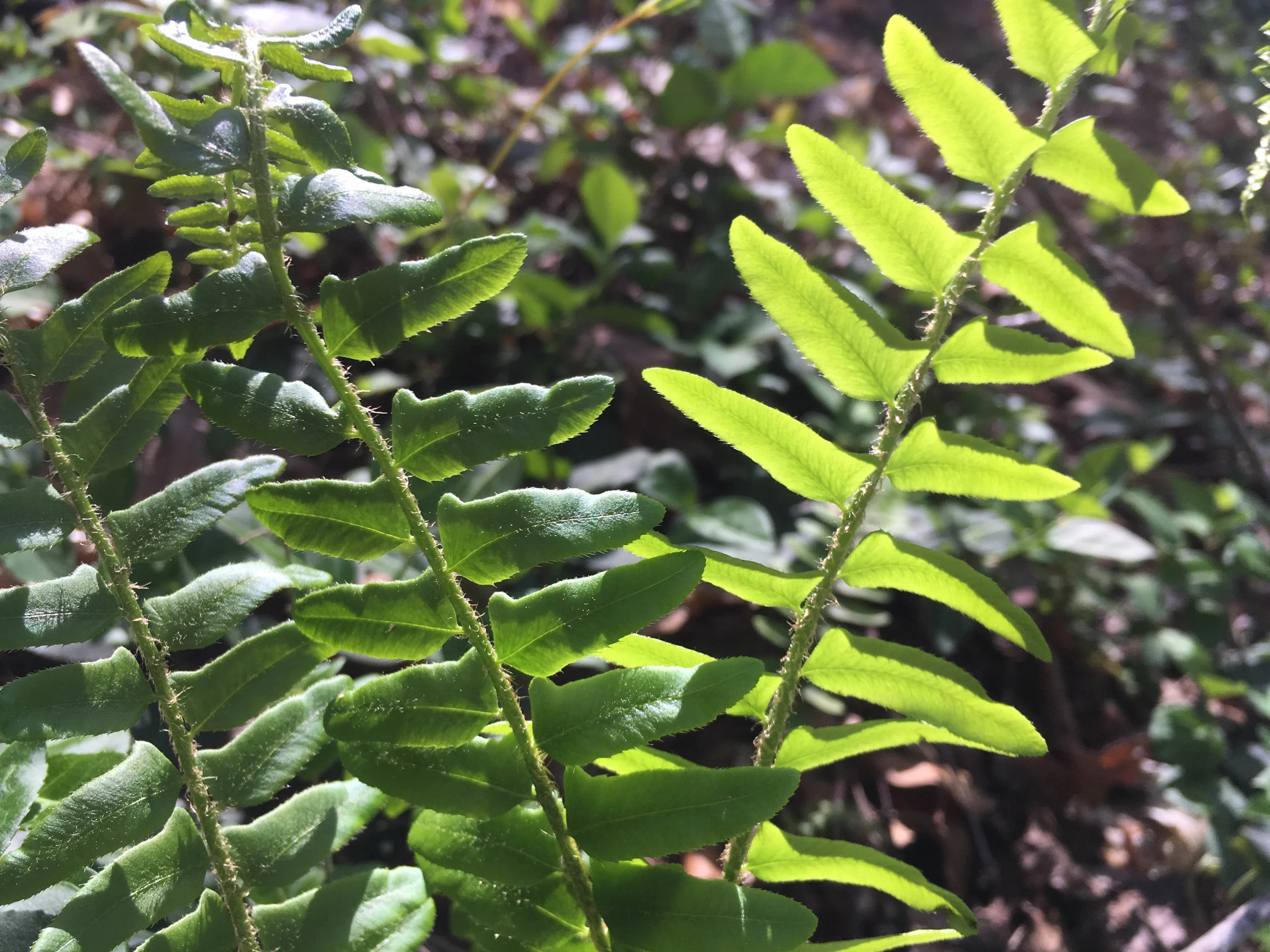 Christmas Fern