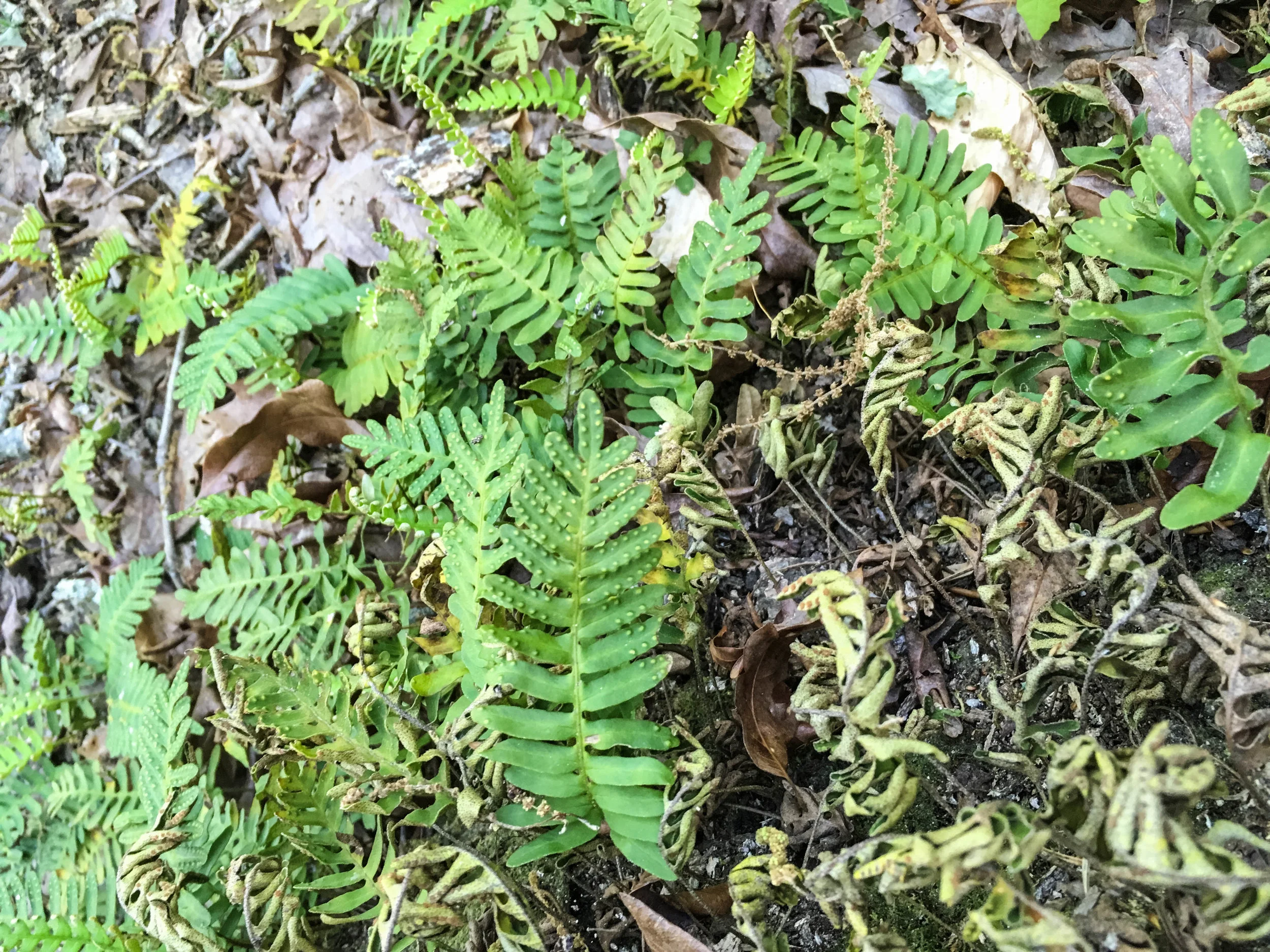 Resurrection Fern