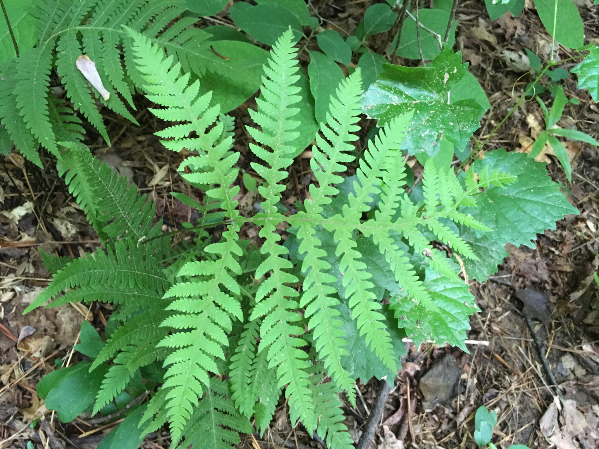 Ferns