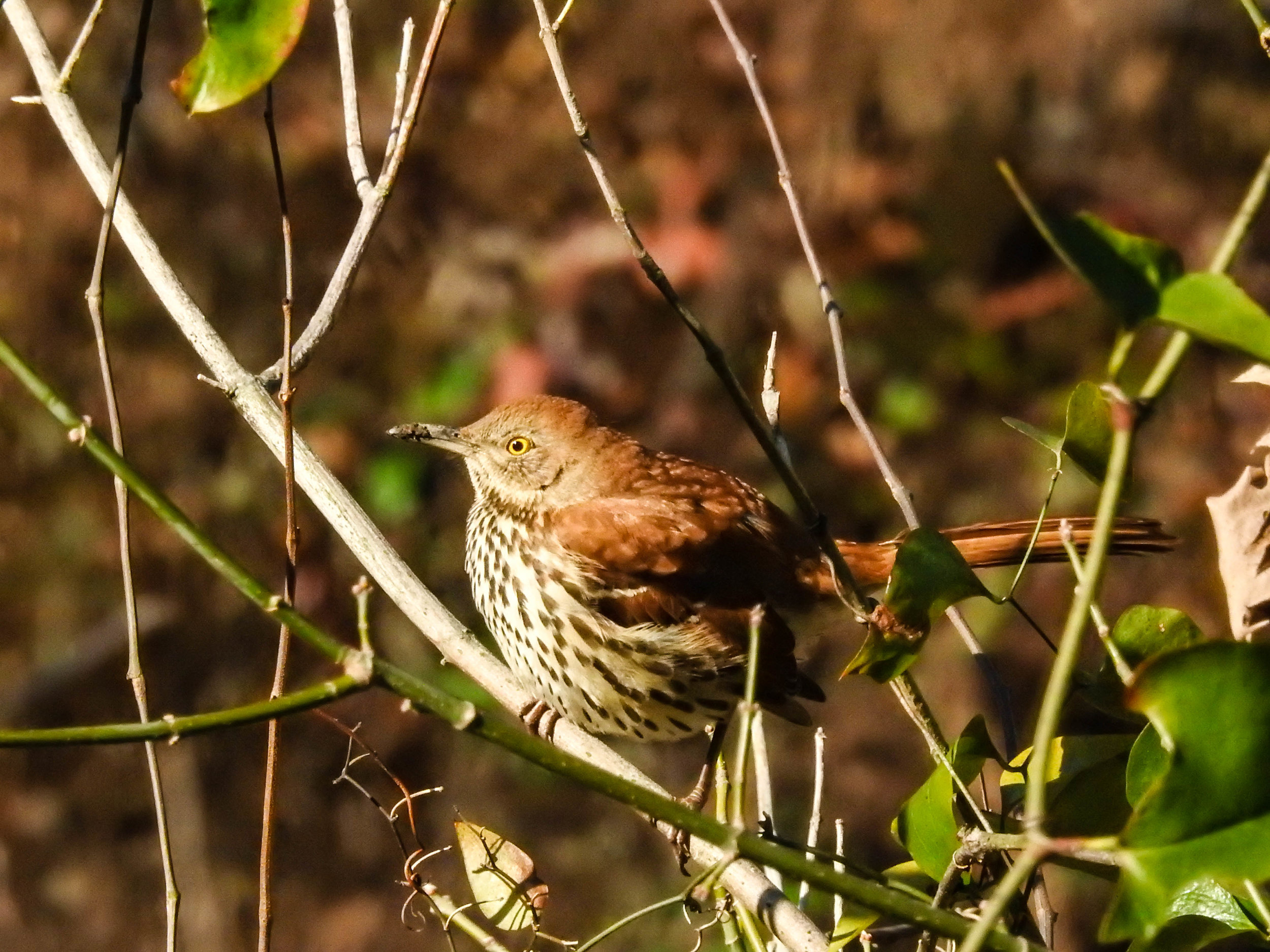 Birds