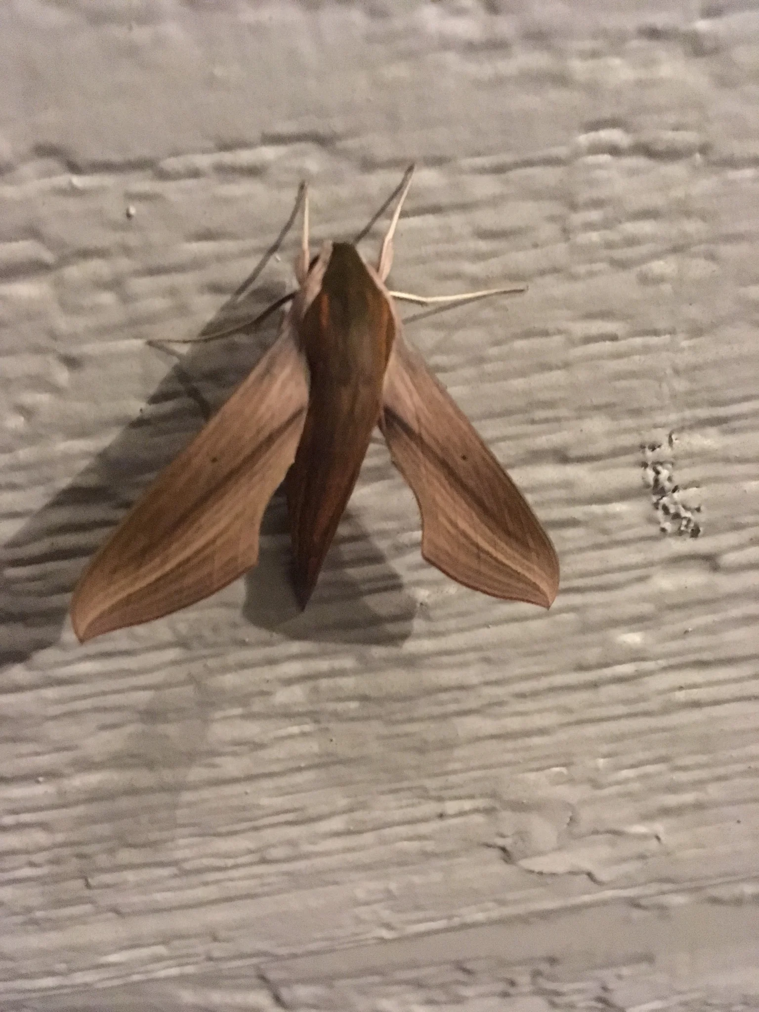 Small Sphinx Moths — ATLnature