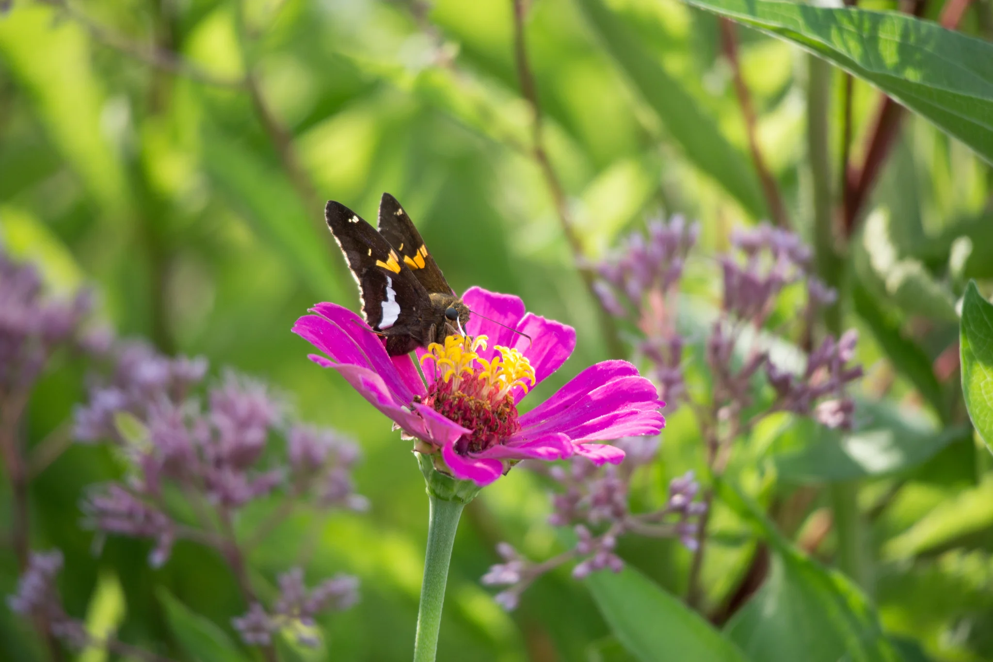 Silver-spotted Skipper