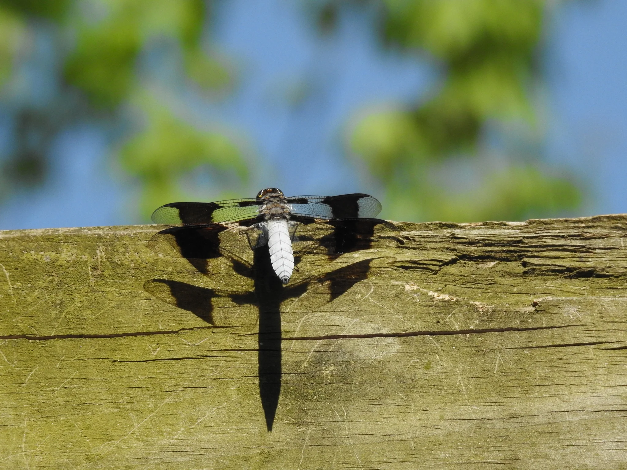 Common Whitetail, male