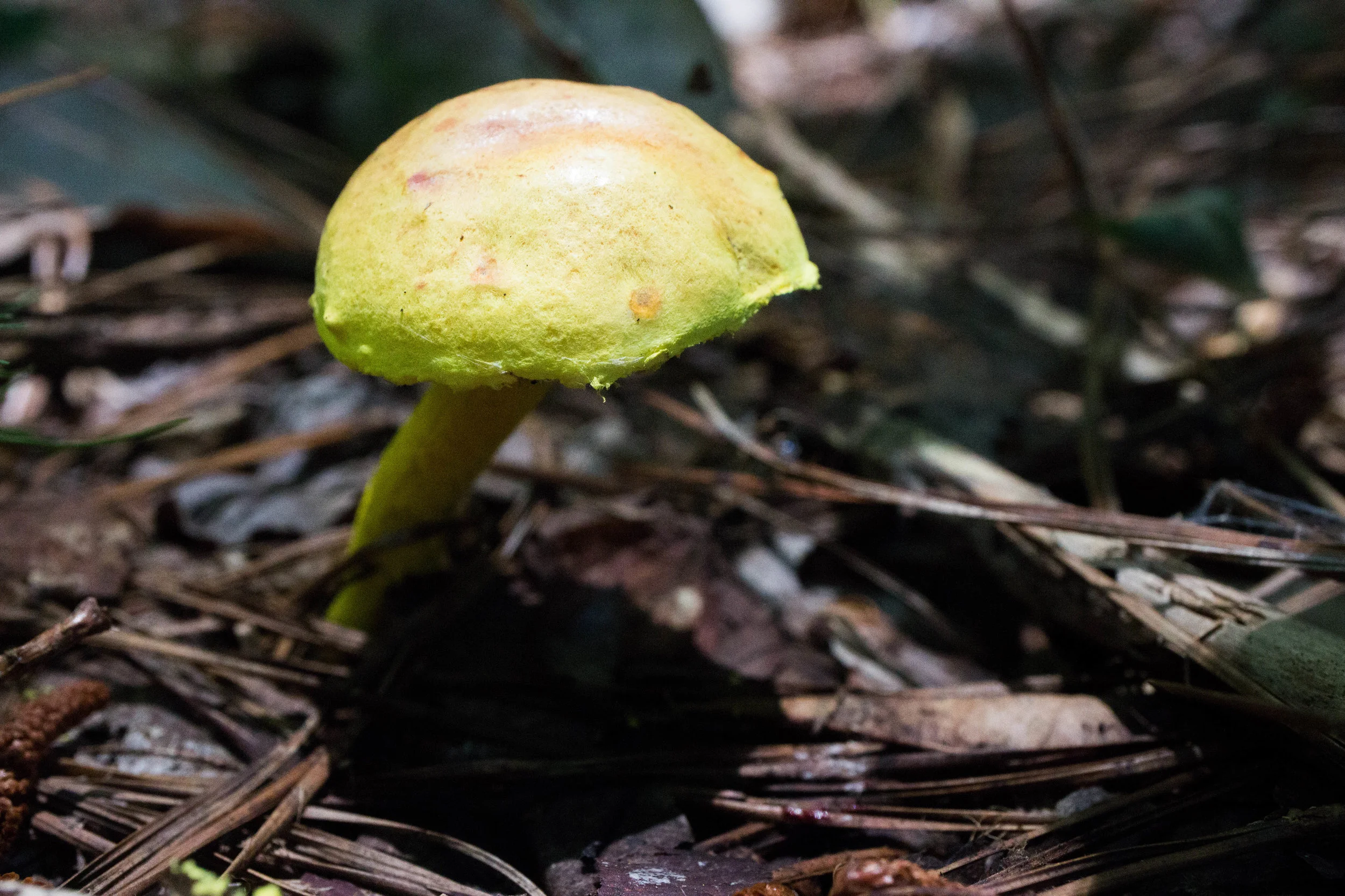Pulveroboletus ravenelii