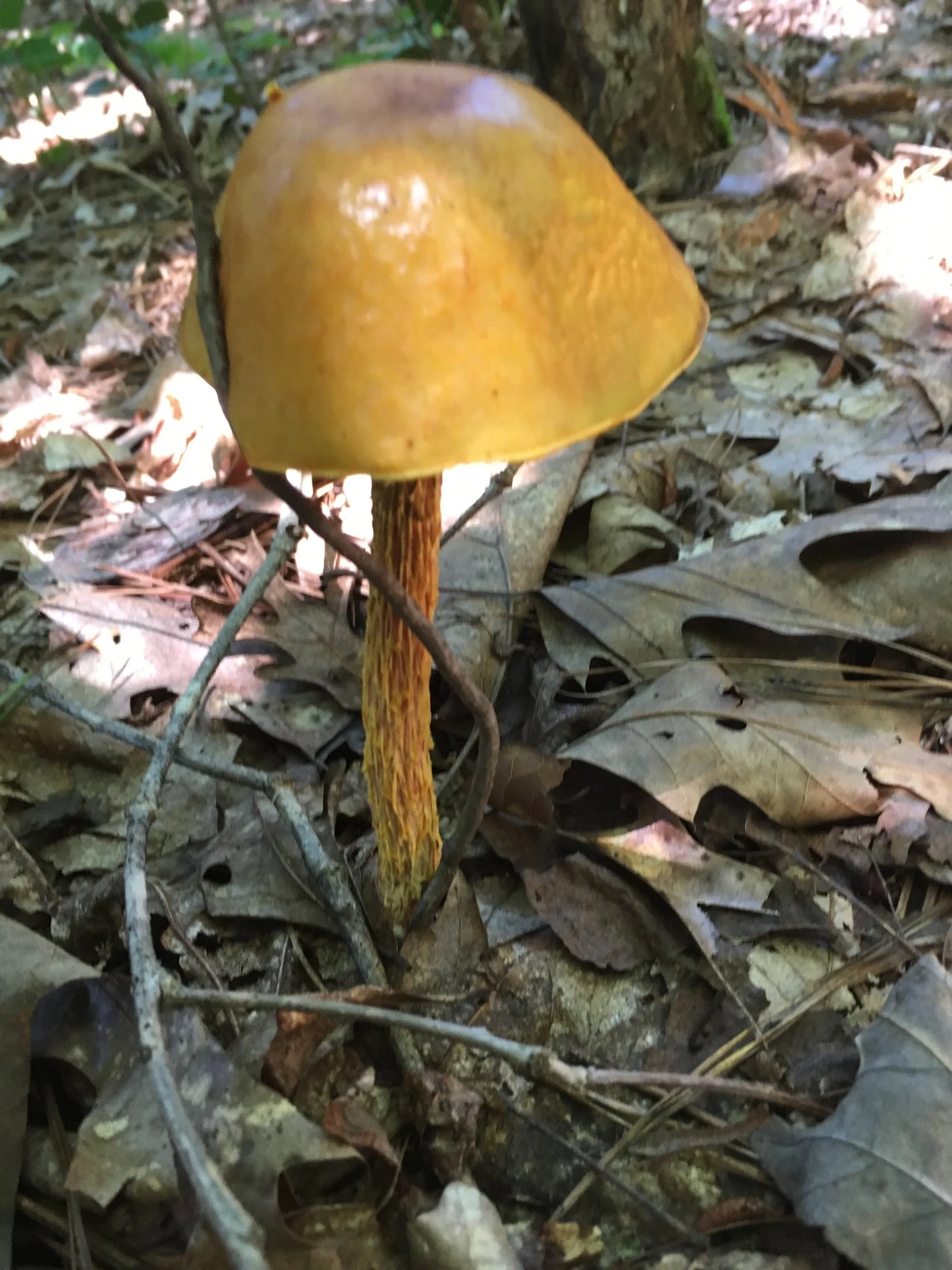 Heimioporus betula