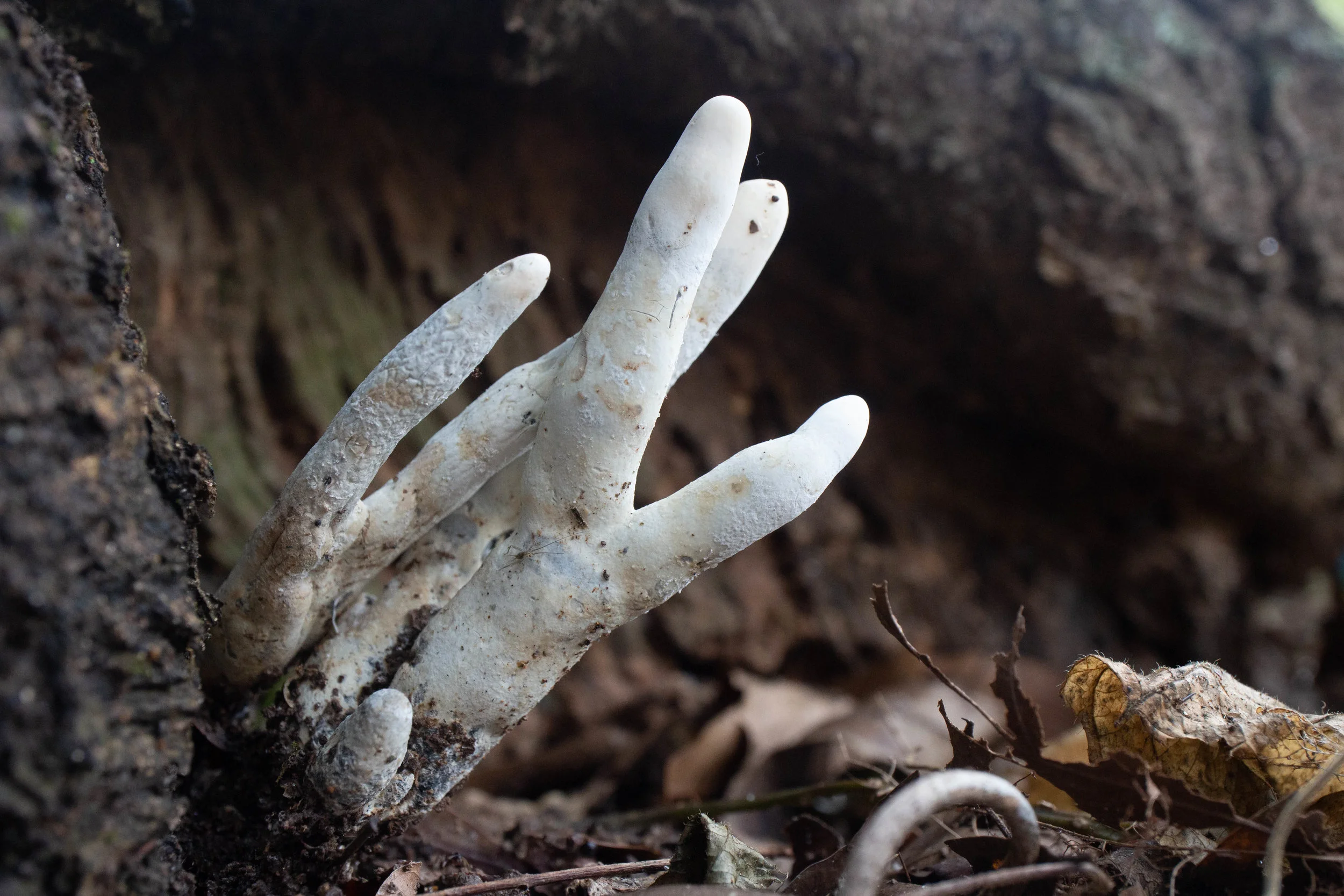 Xylaria sp.