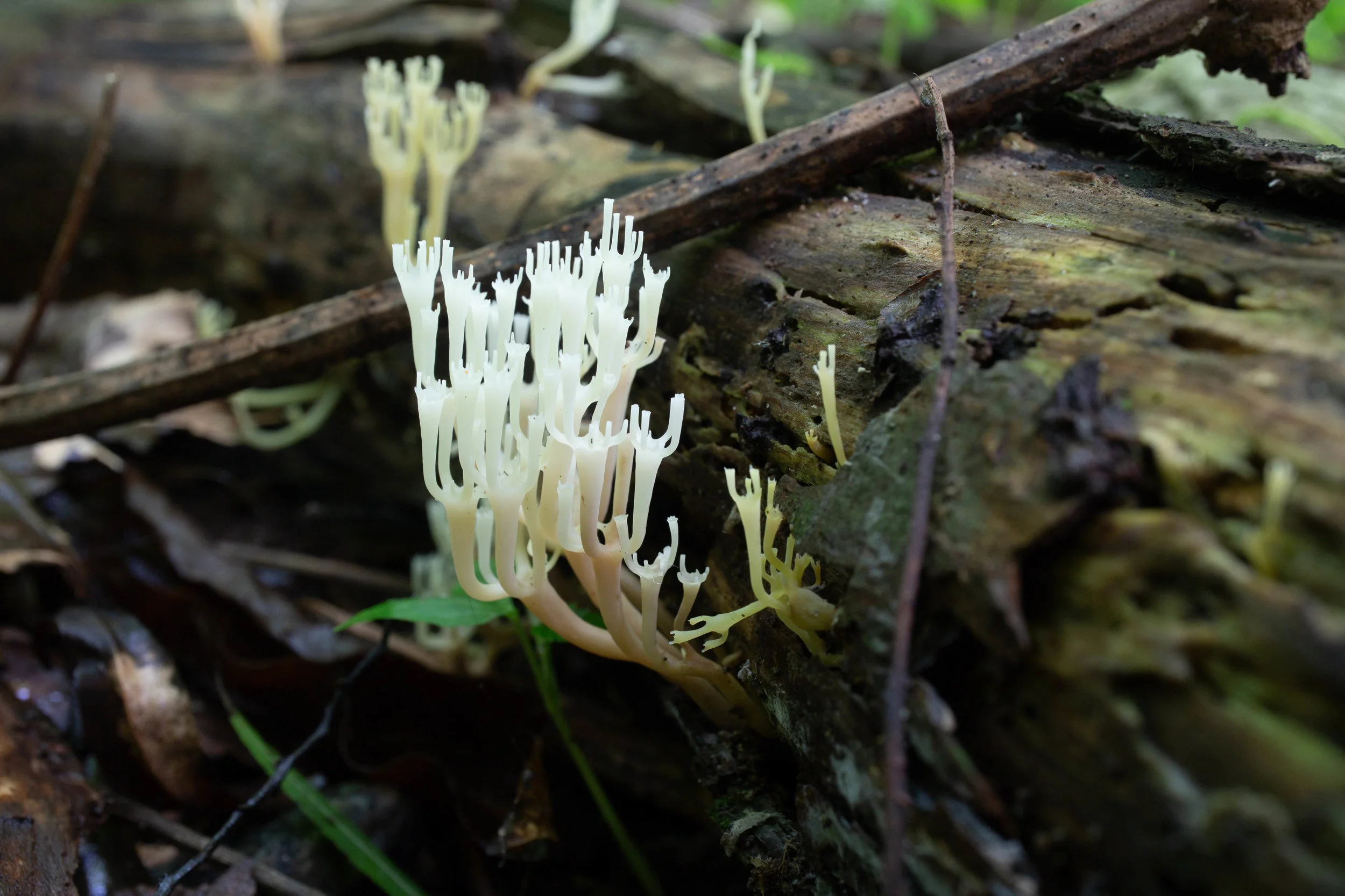 Artomyces pyxidatus