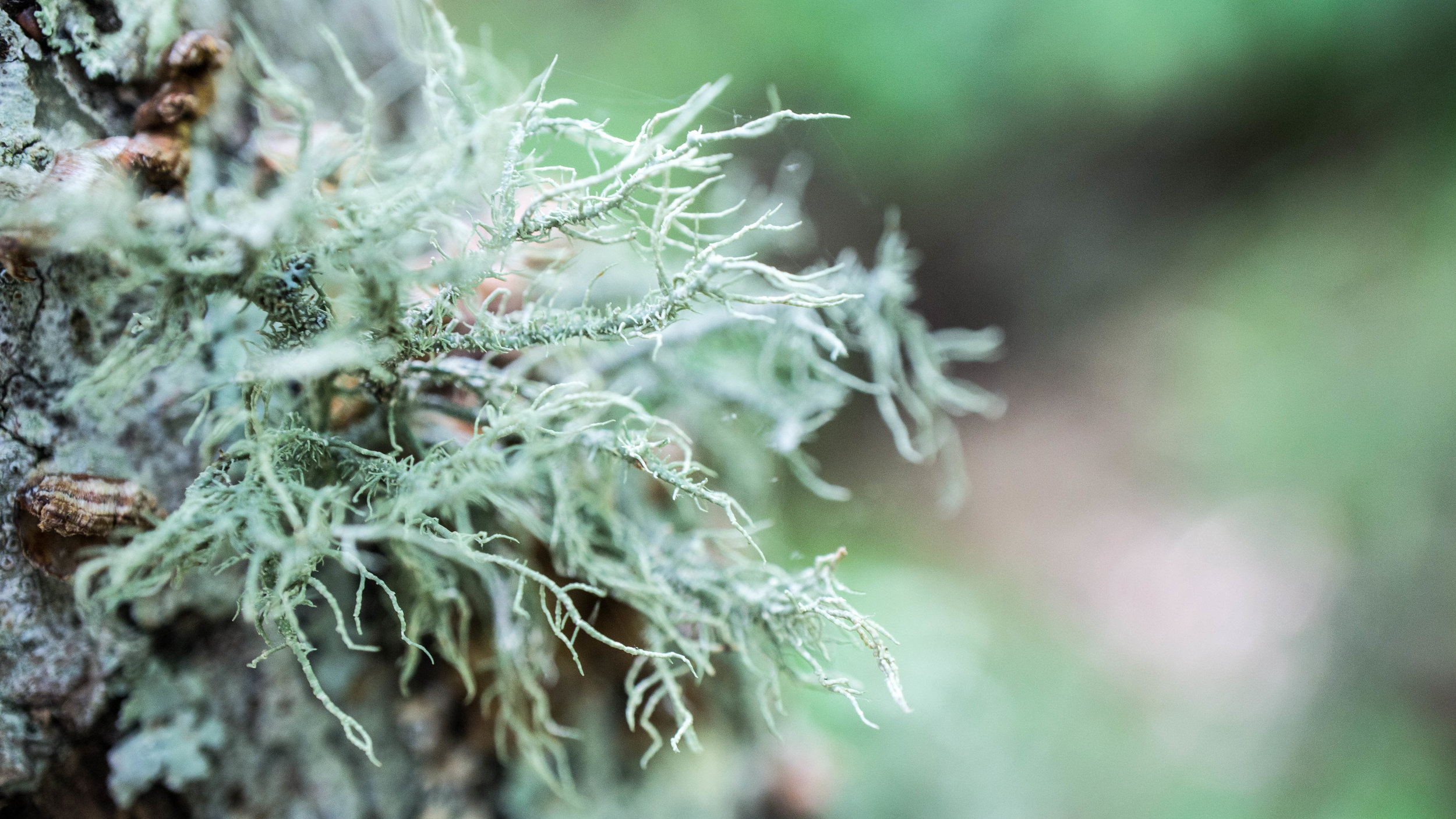 Usnea sp.