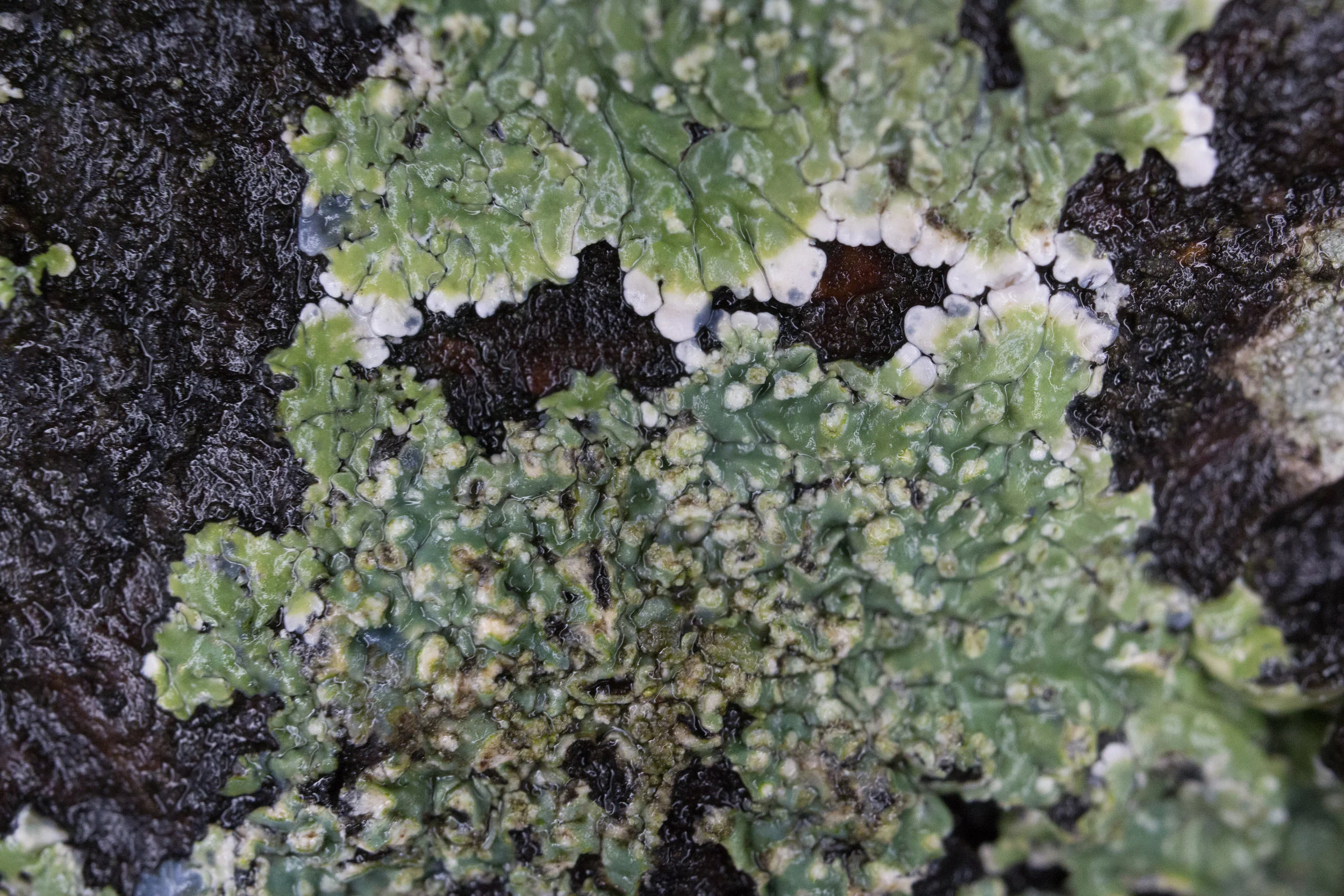 Pyxine sp.