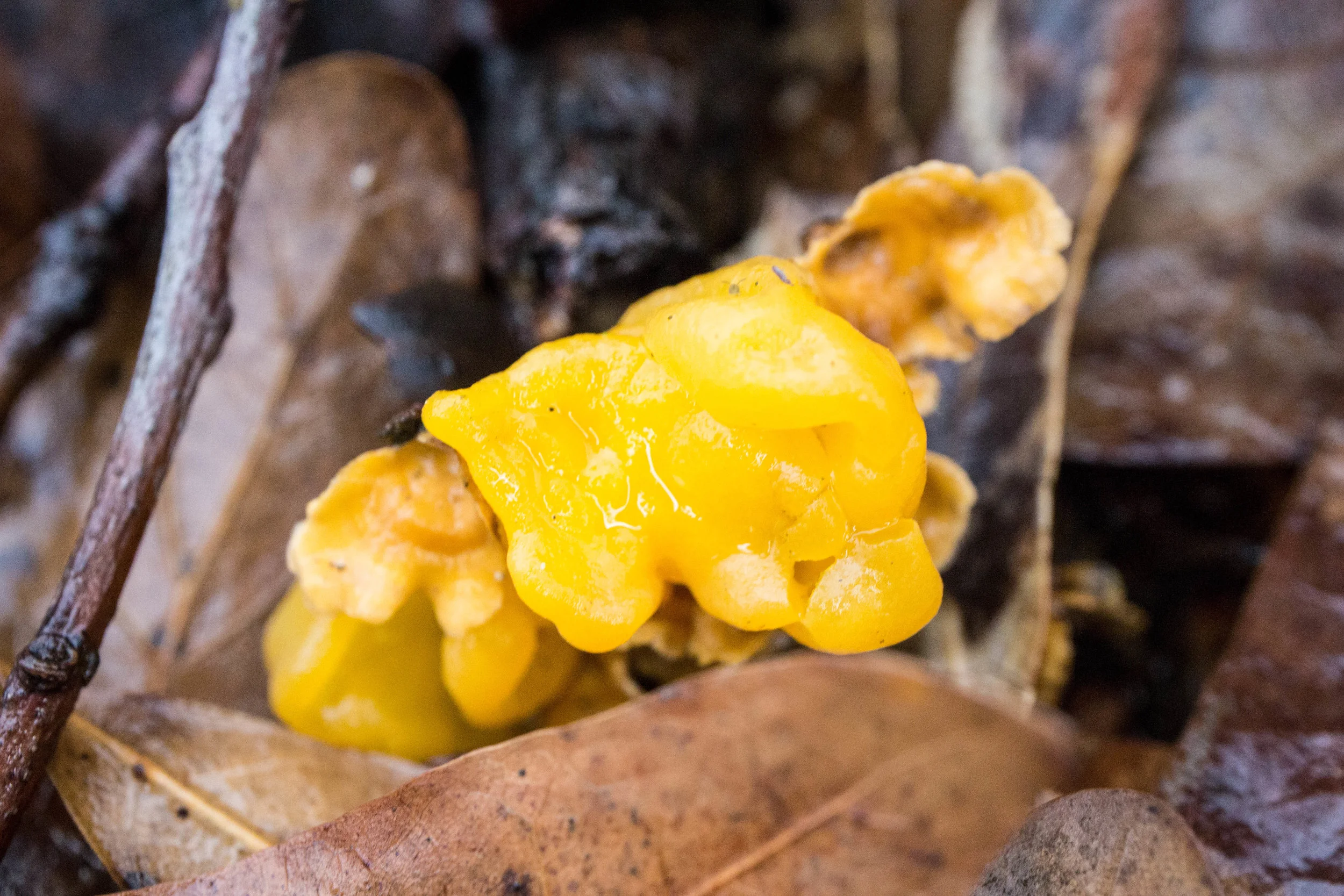 Naematelia aurantia