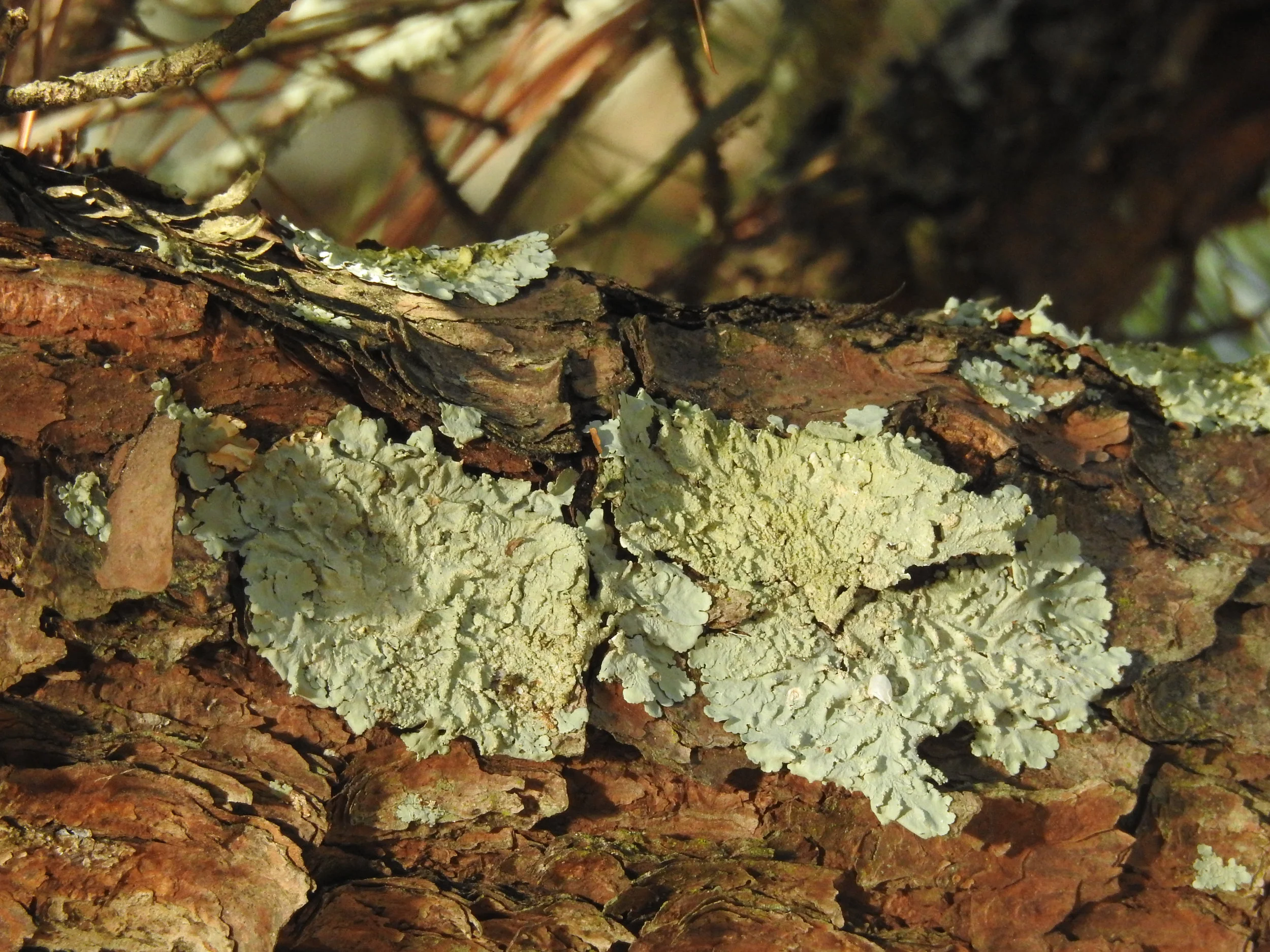 Flavoparmelia caperata