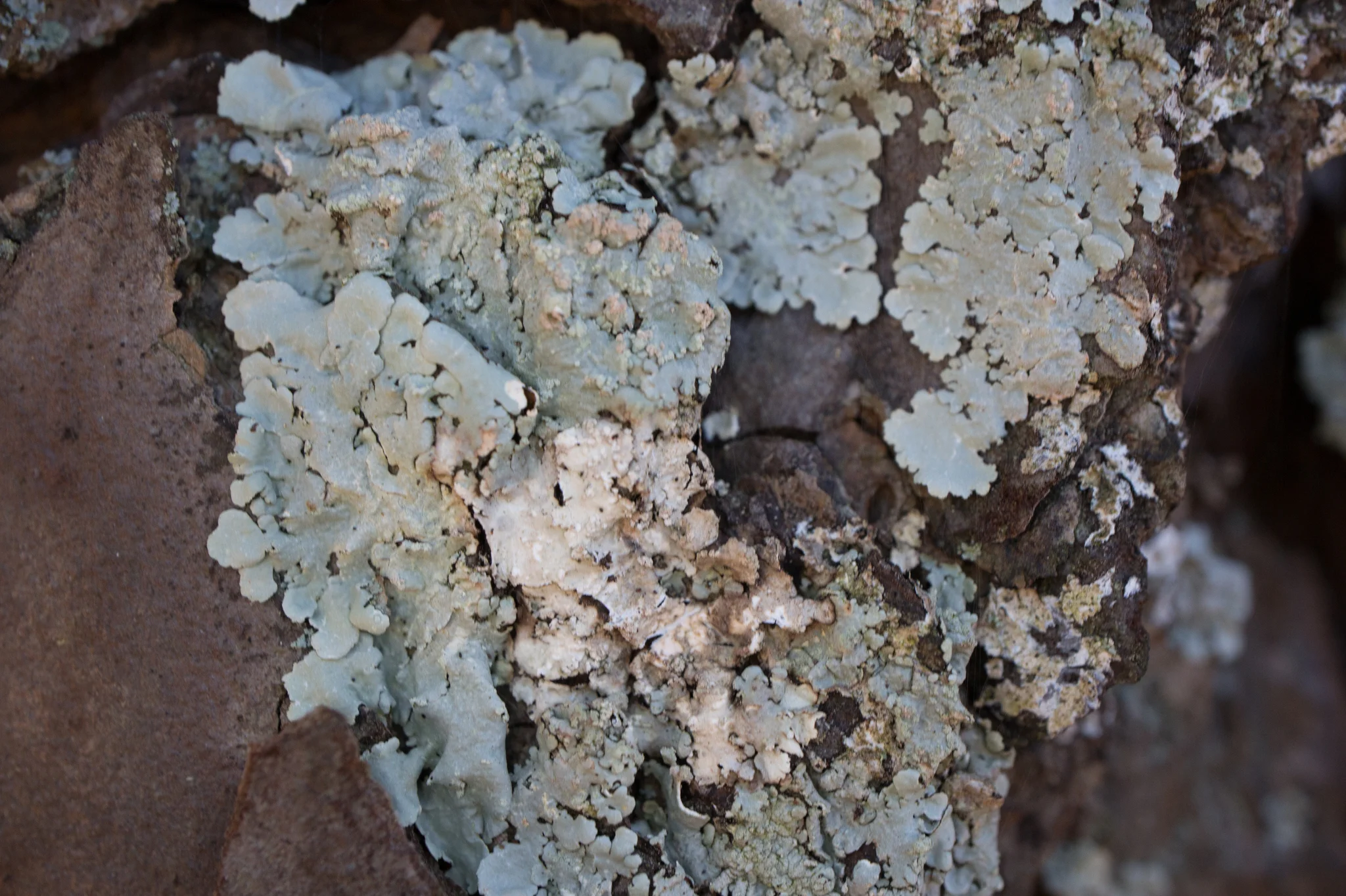 Canoparmelia texana