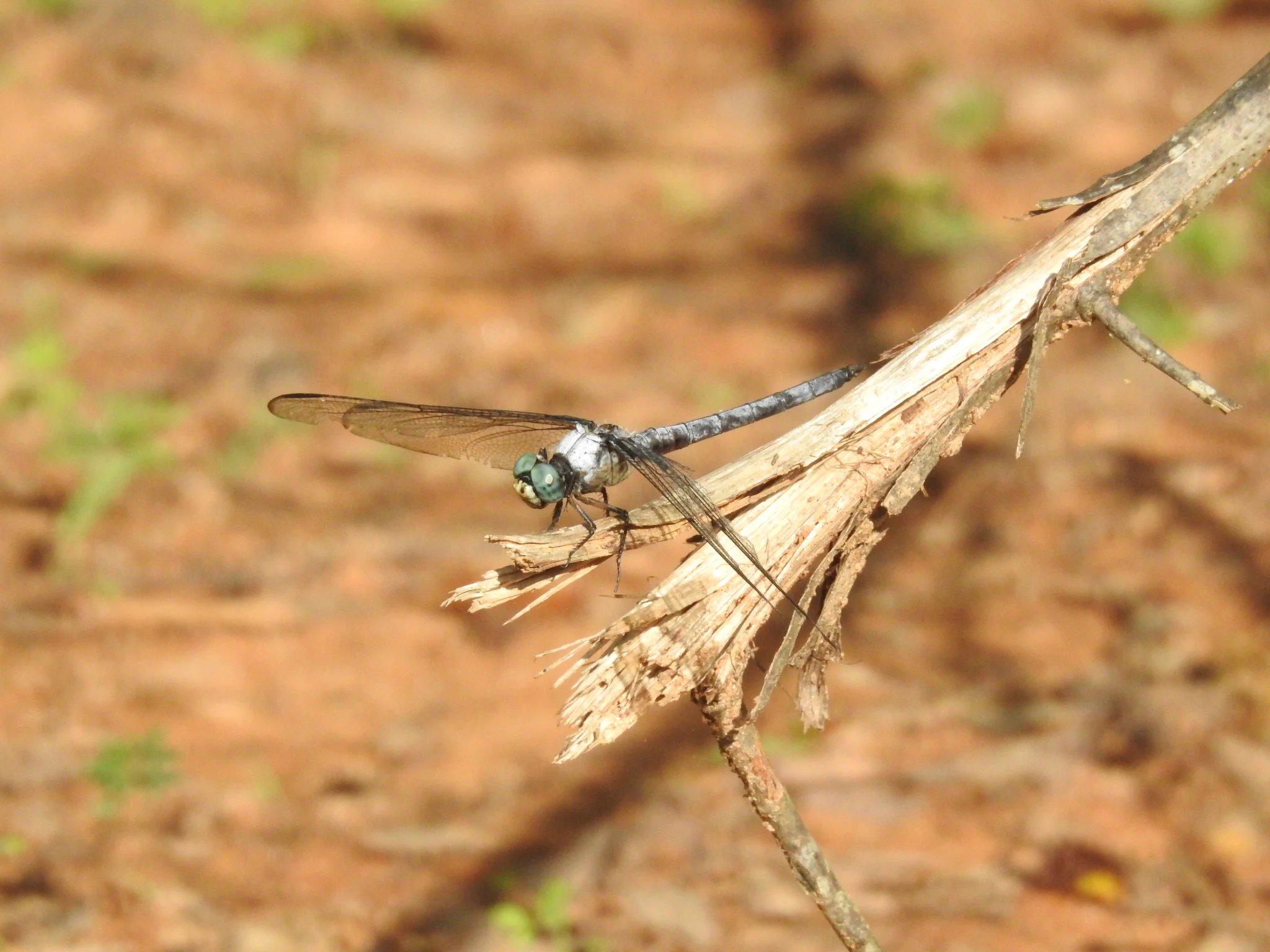 Great Blue Skimmer