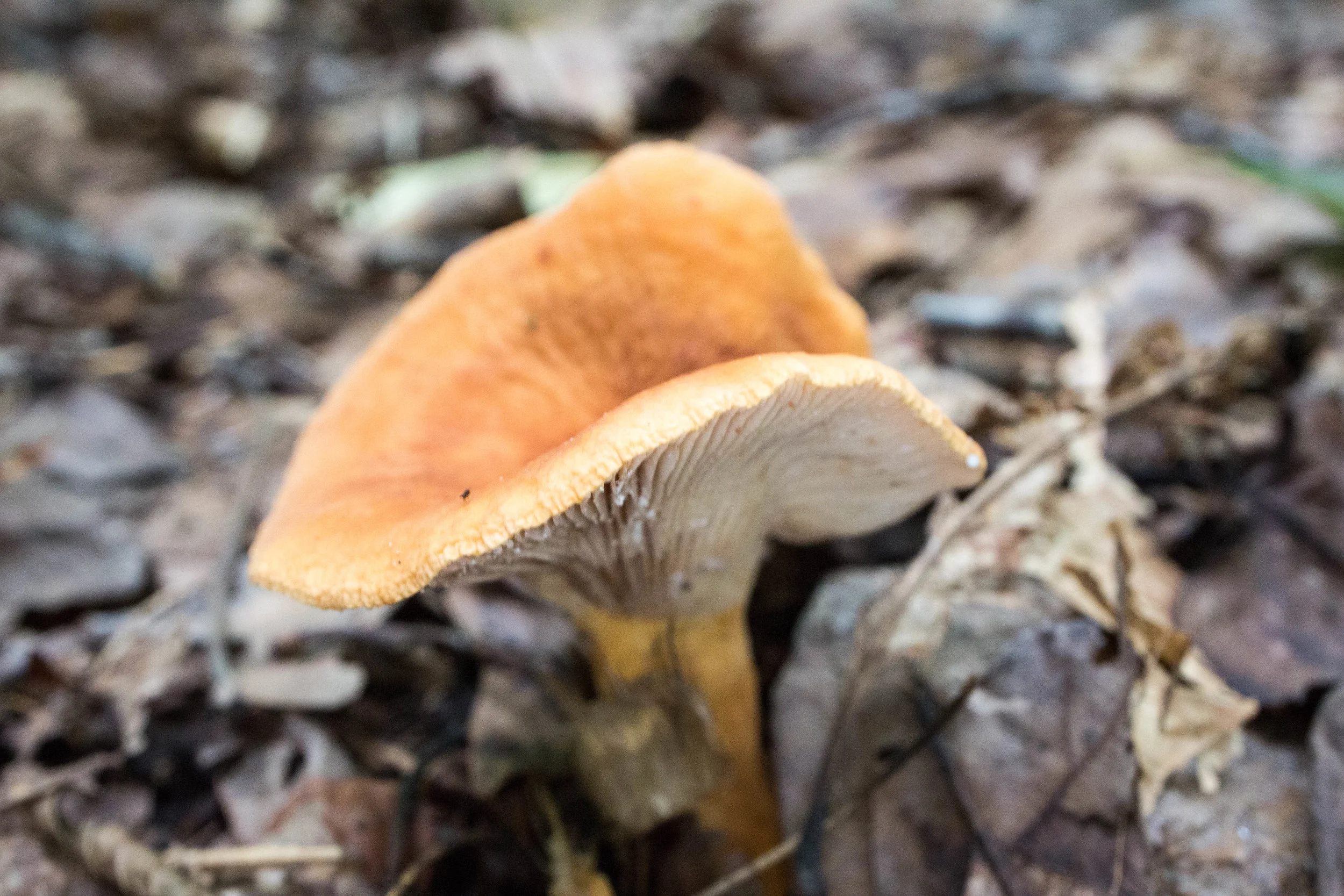 Lactifluus volemus