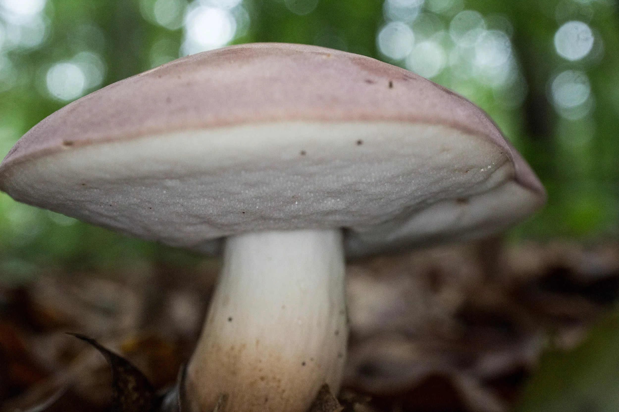 Tylopilus rubrobrunneus