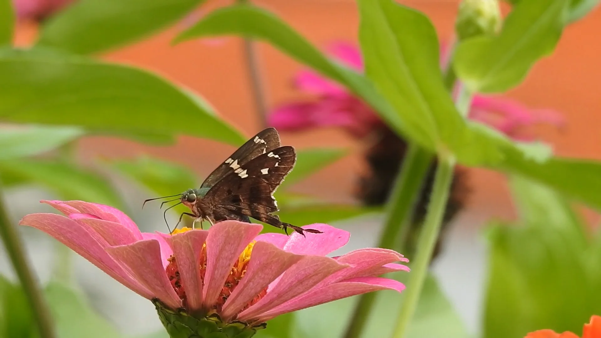 Long-tailed Skipper