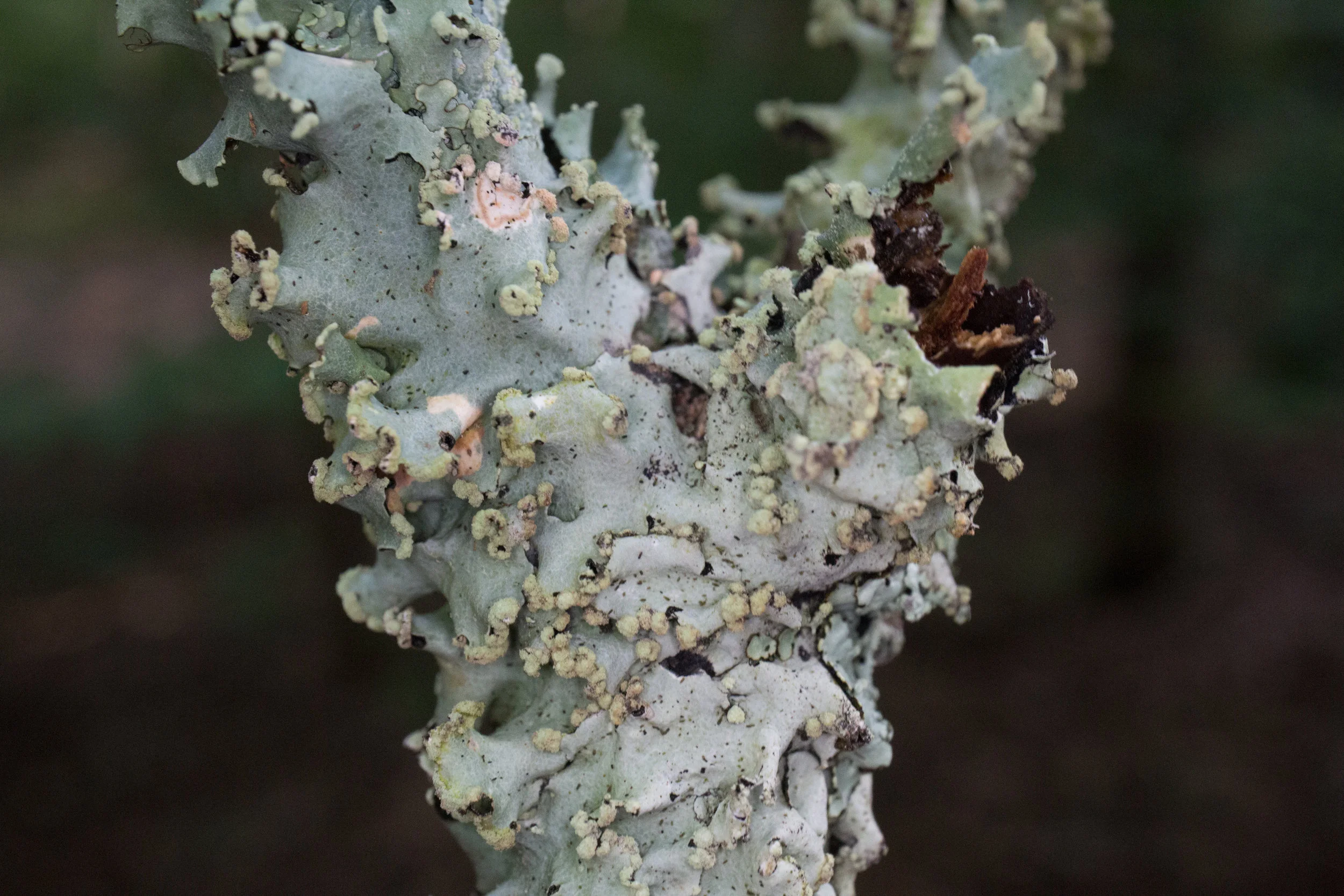Parmotrema reticulatum