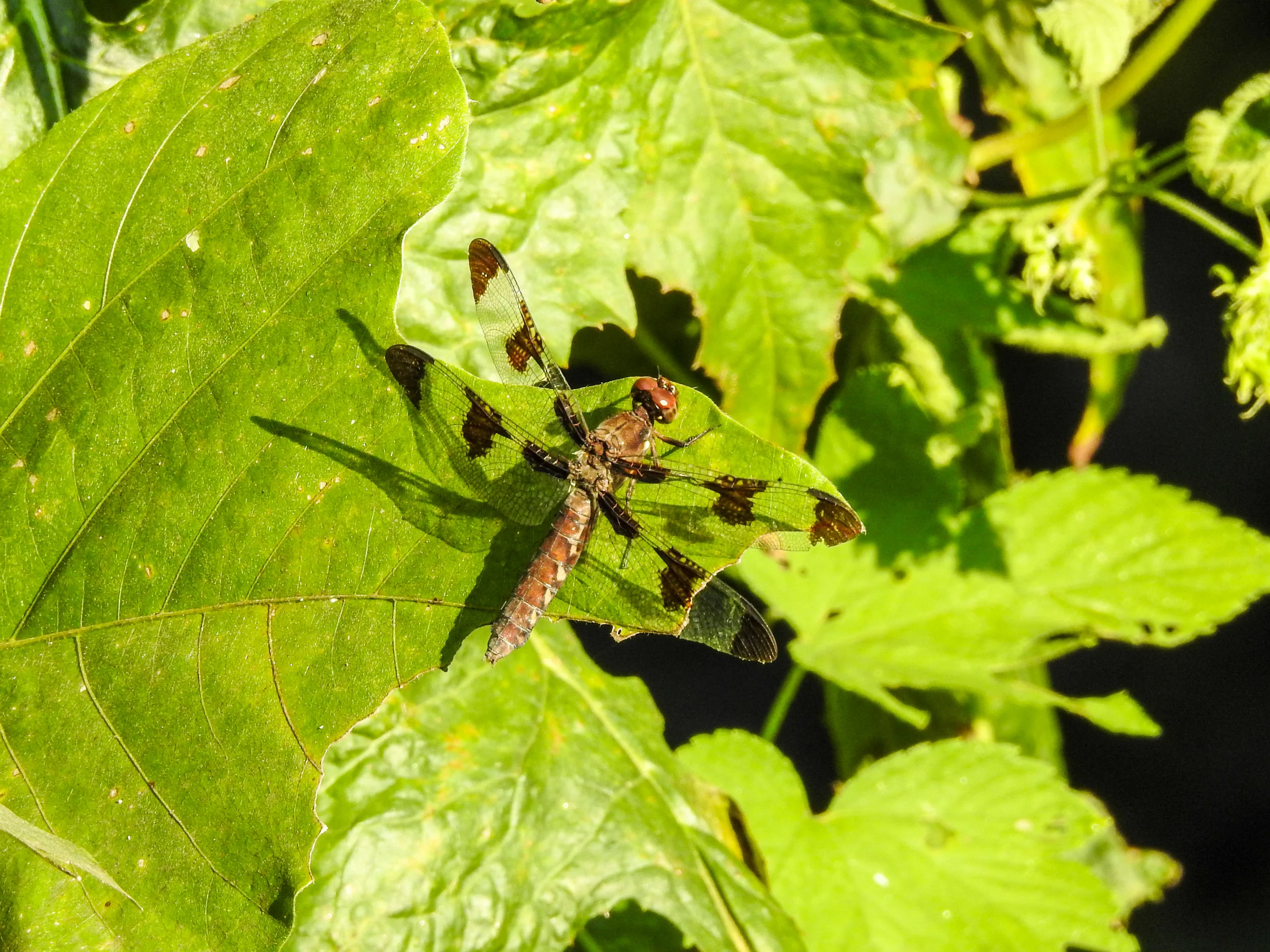 Common Whitetail, female
