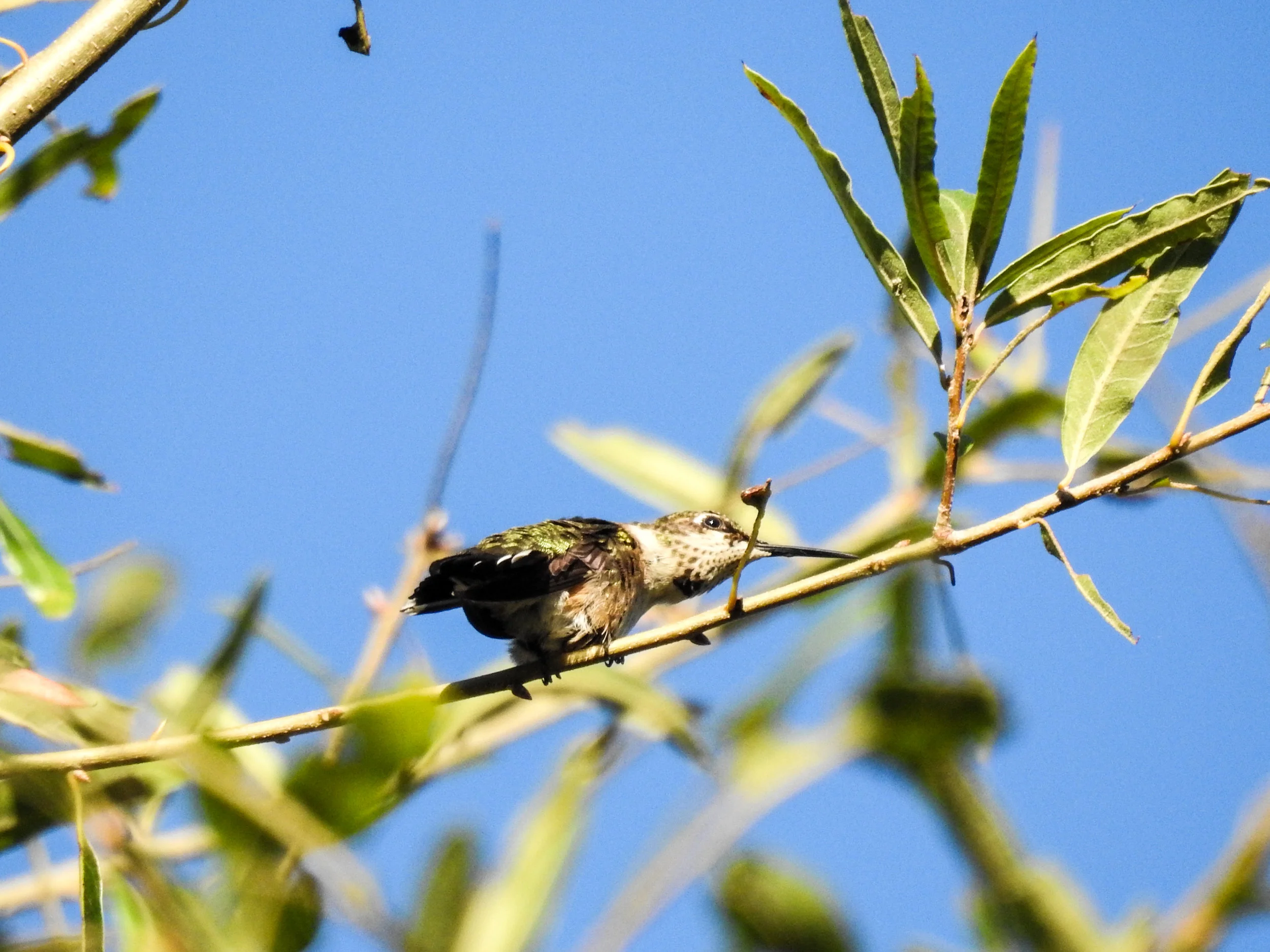 Ruby-throated Hummingbird, immature male