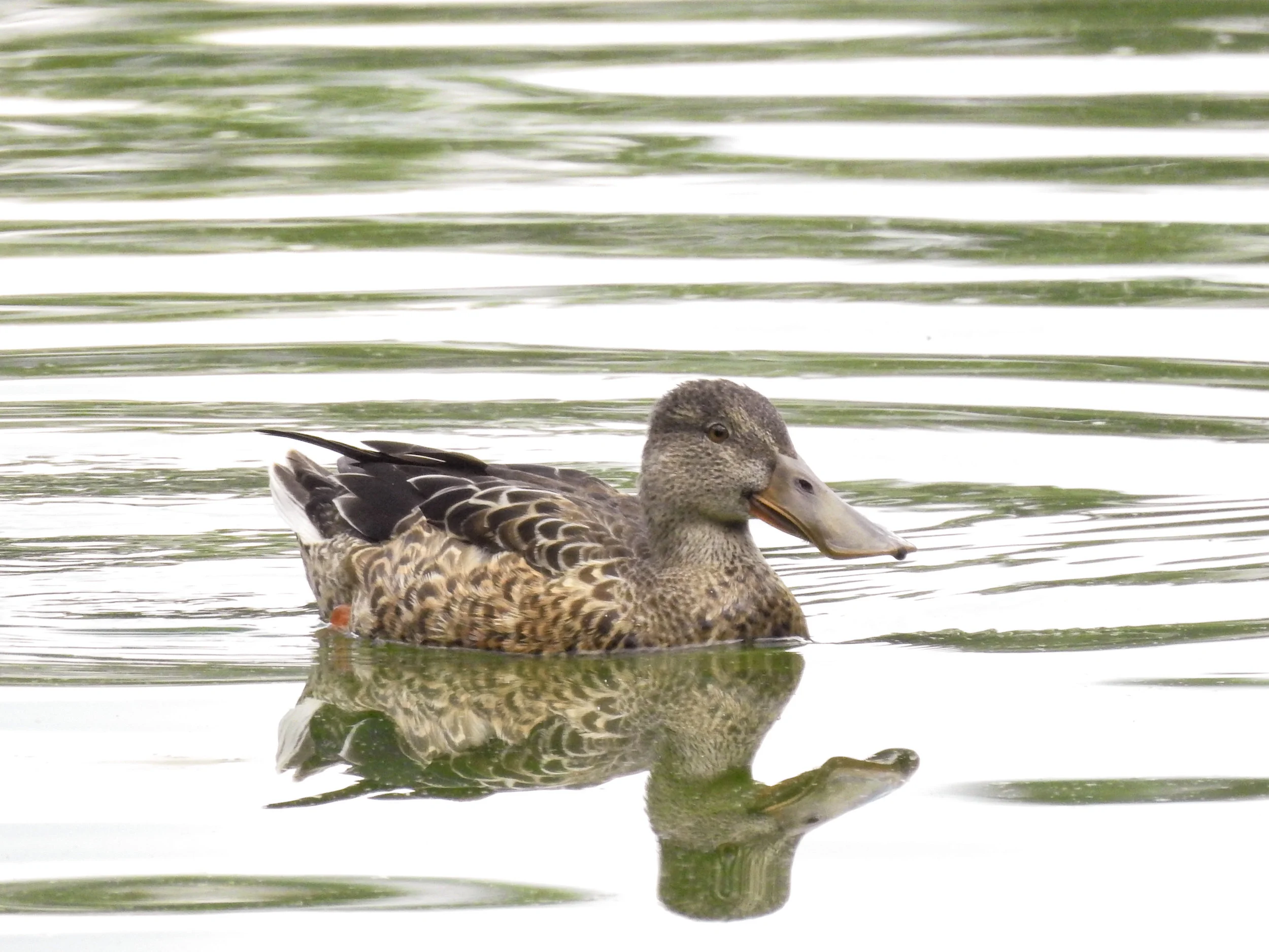 Northern Shoveler, female or immature