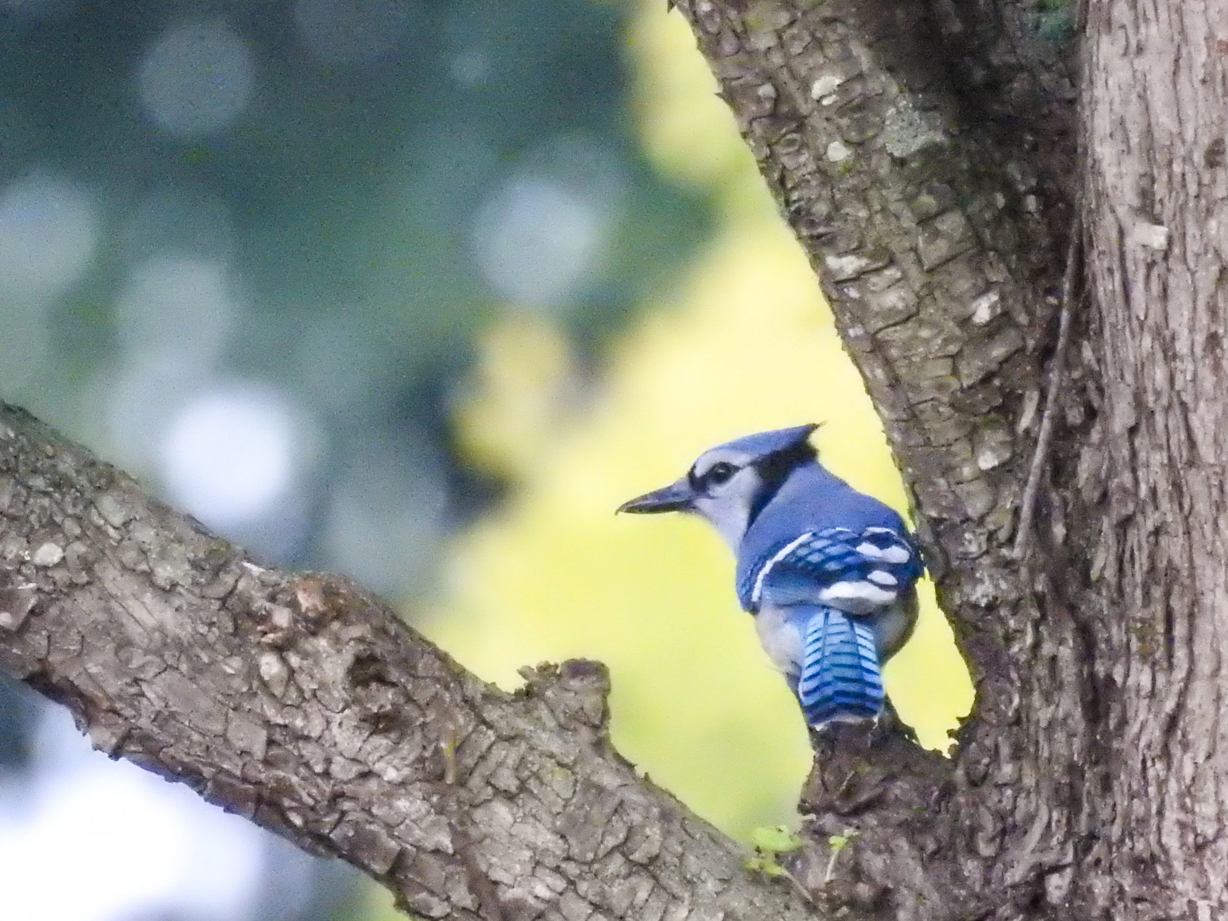 Blue Jay