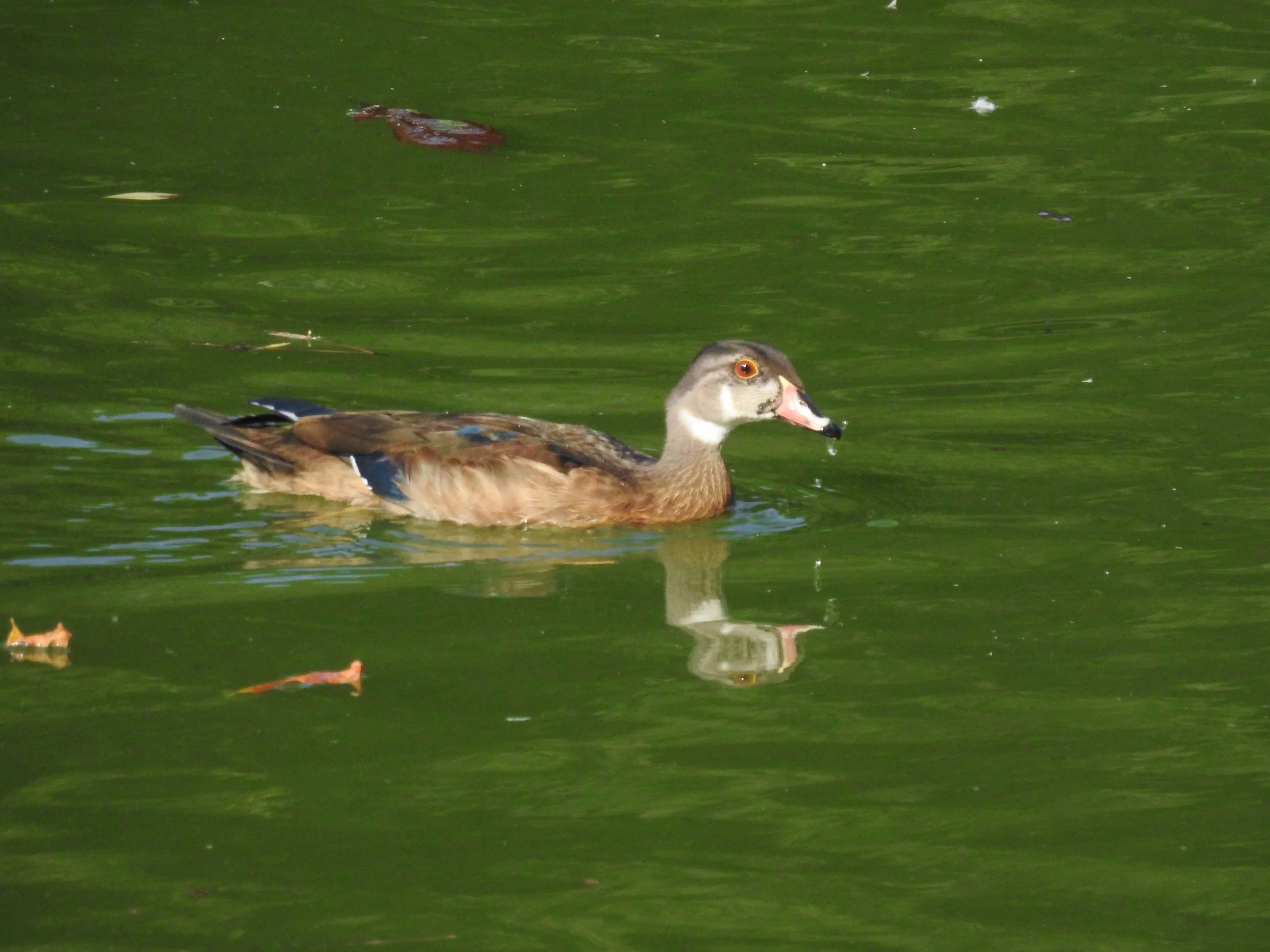 Wood Duck, nonbreeding male