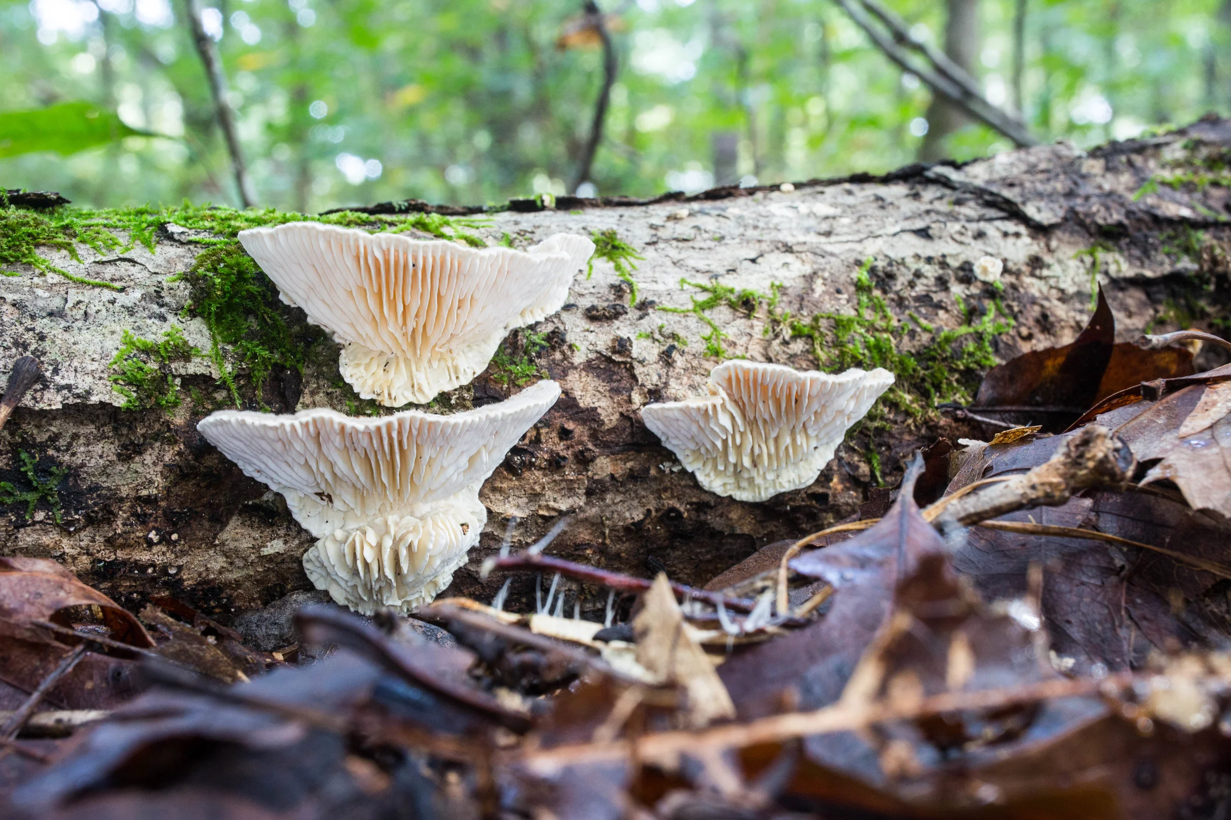 Trametes betulina