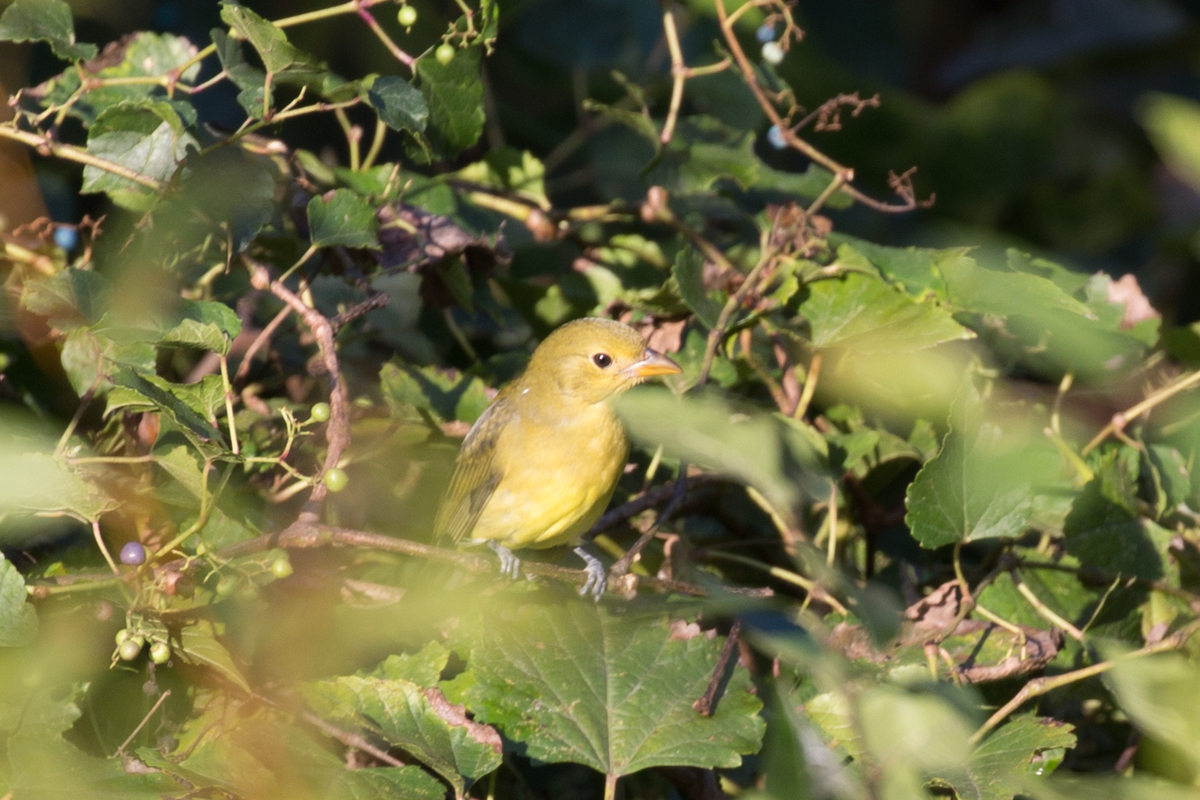 Scarlet Tanager, female