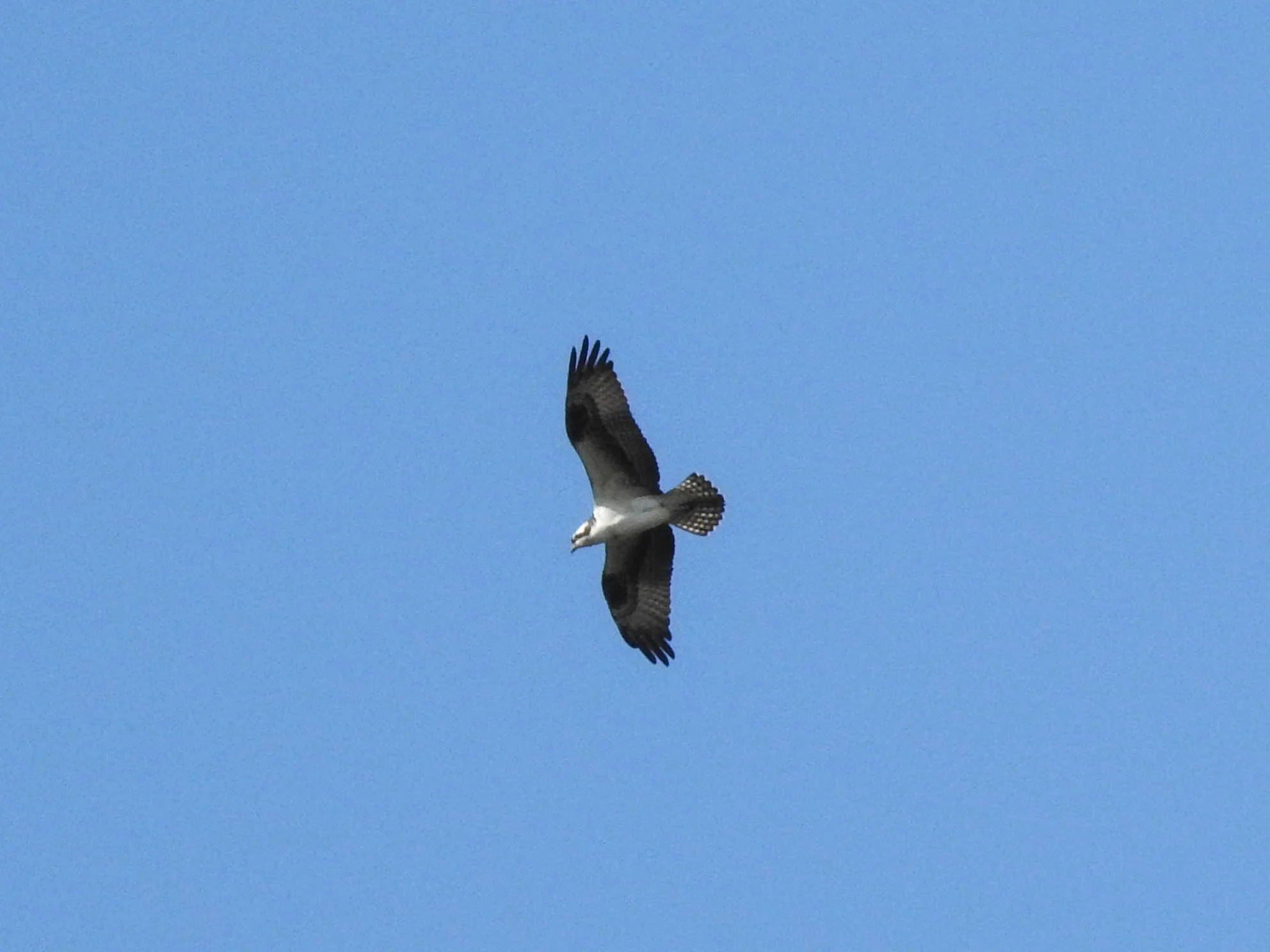Osprey