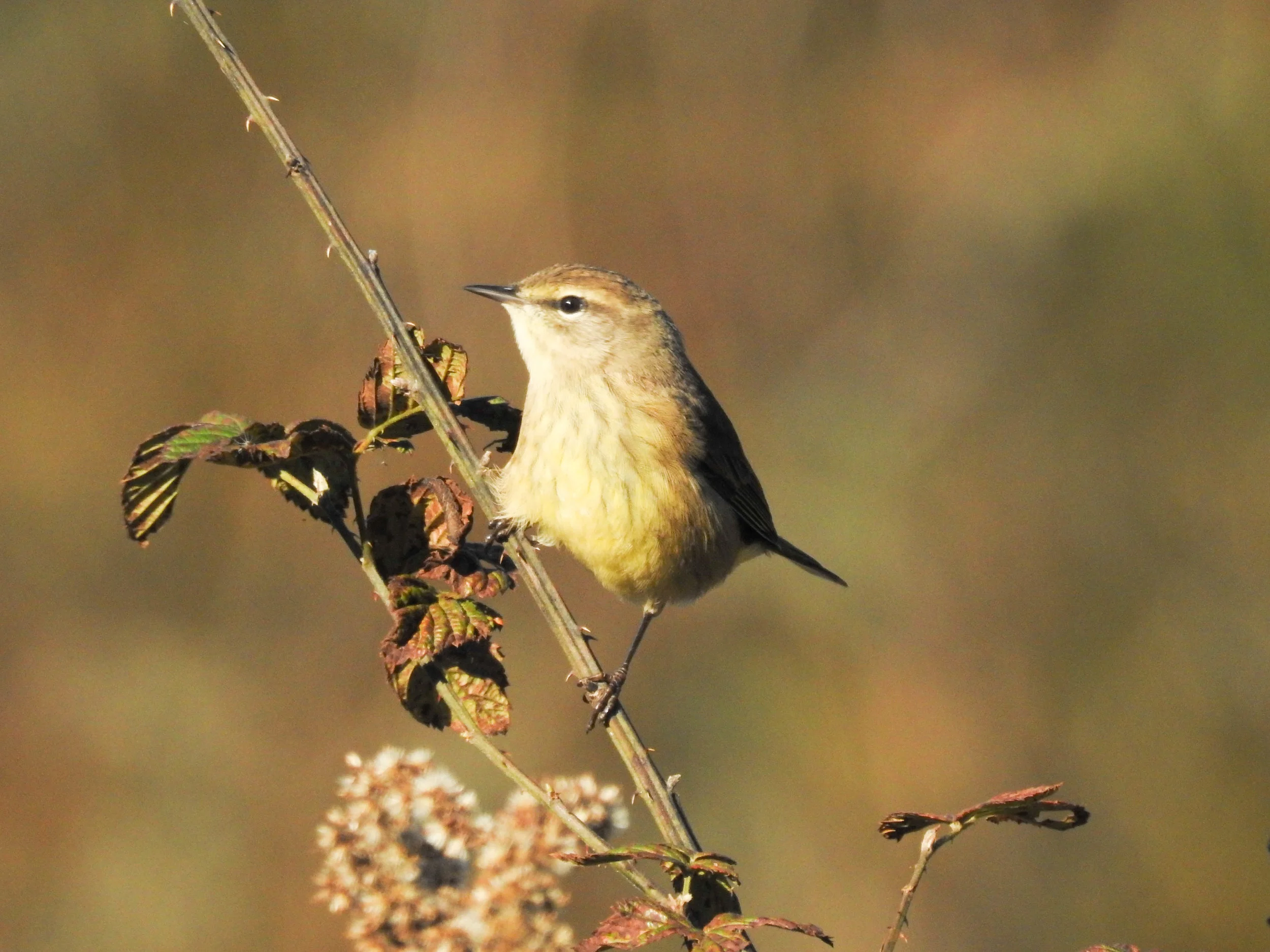 Palm Warbler