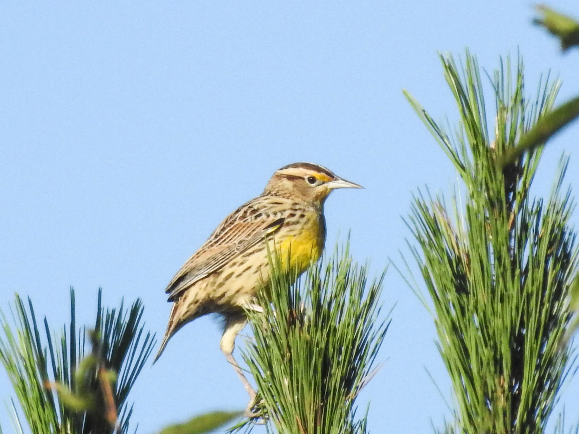Eastern Meadowlark, nonbreeding