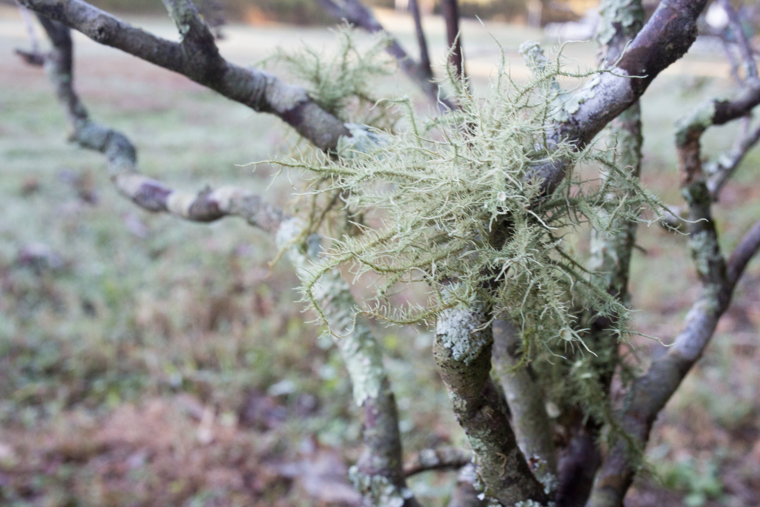 Usnea lichen, October 18, 2018