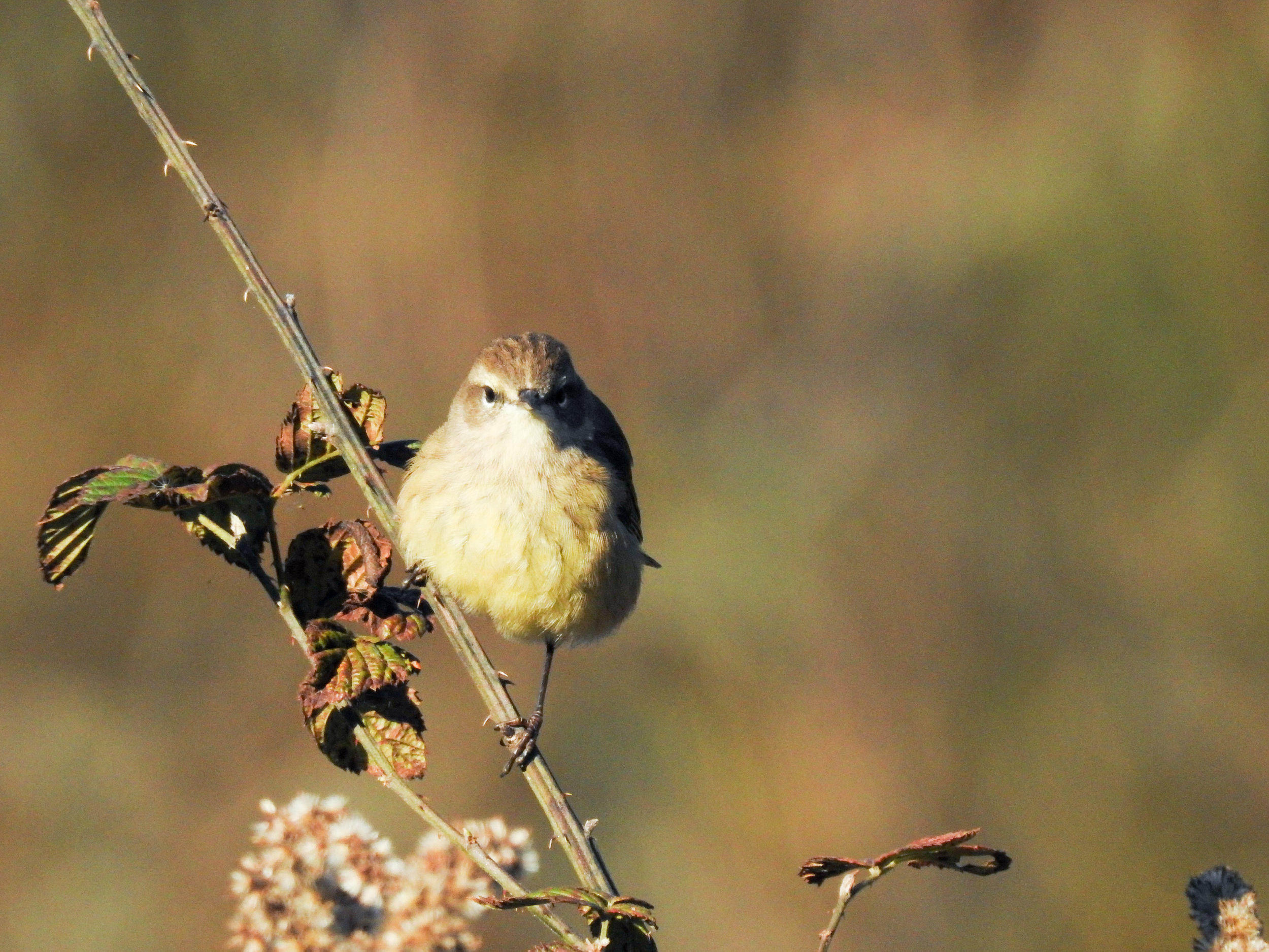 Palm Warbler, October 18, 2018