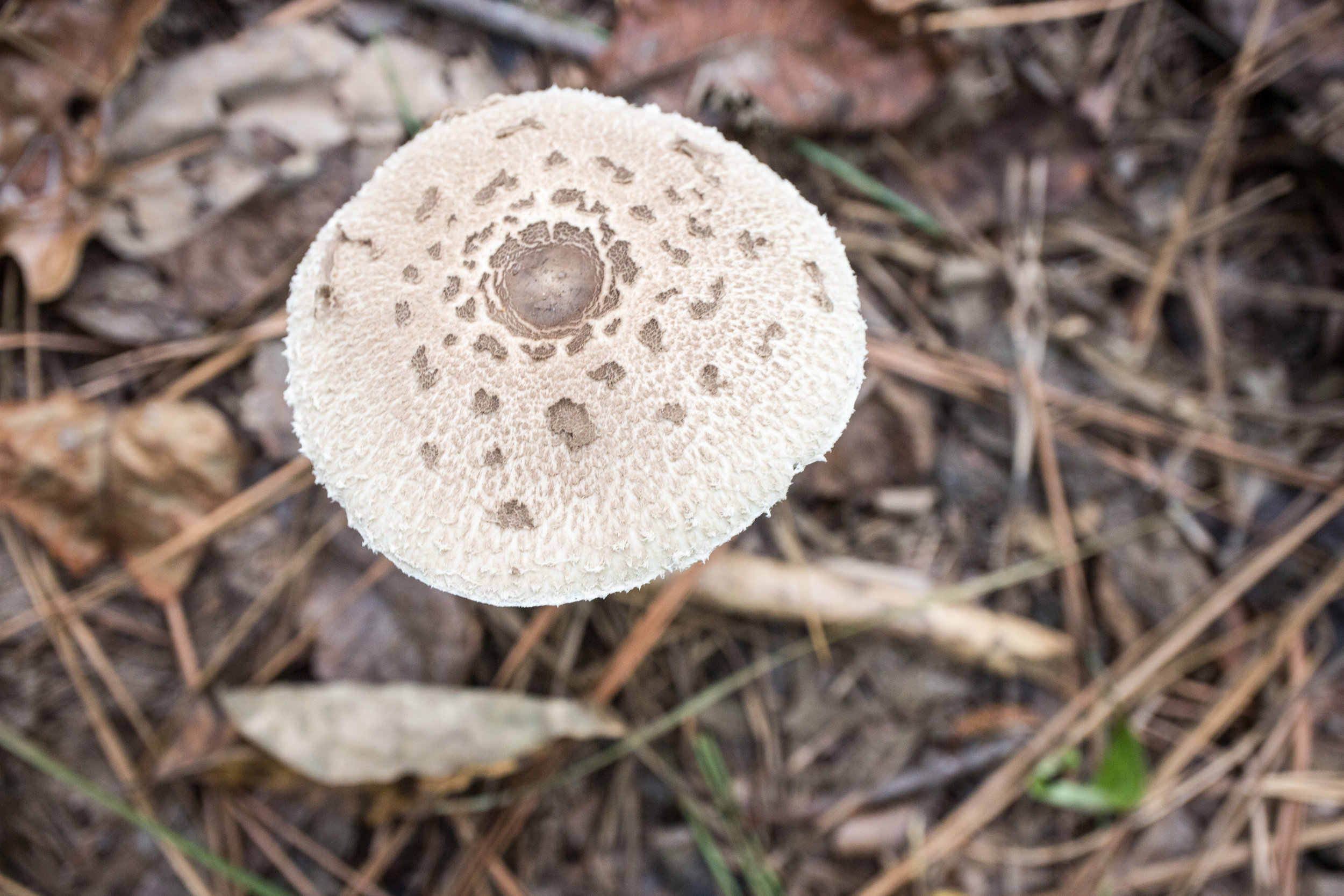 Macrolepiota sp., October 18. 2018