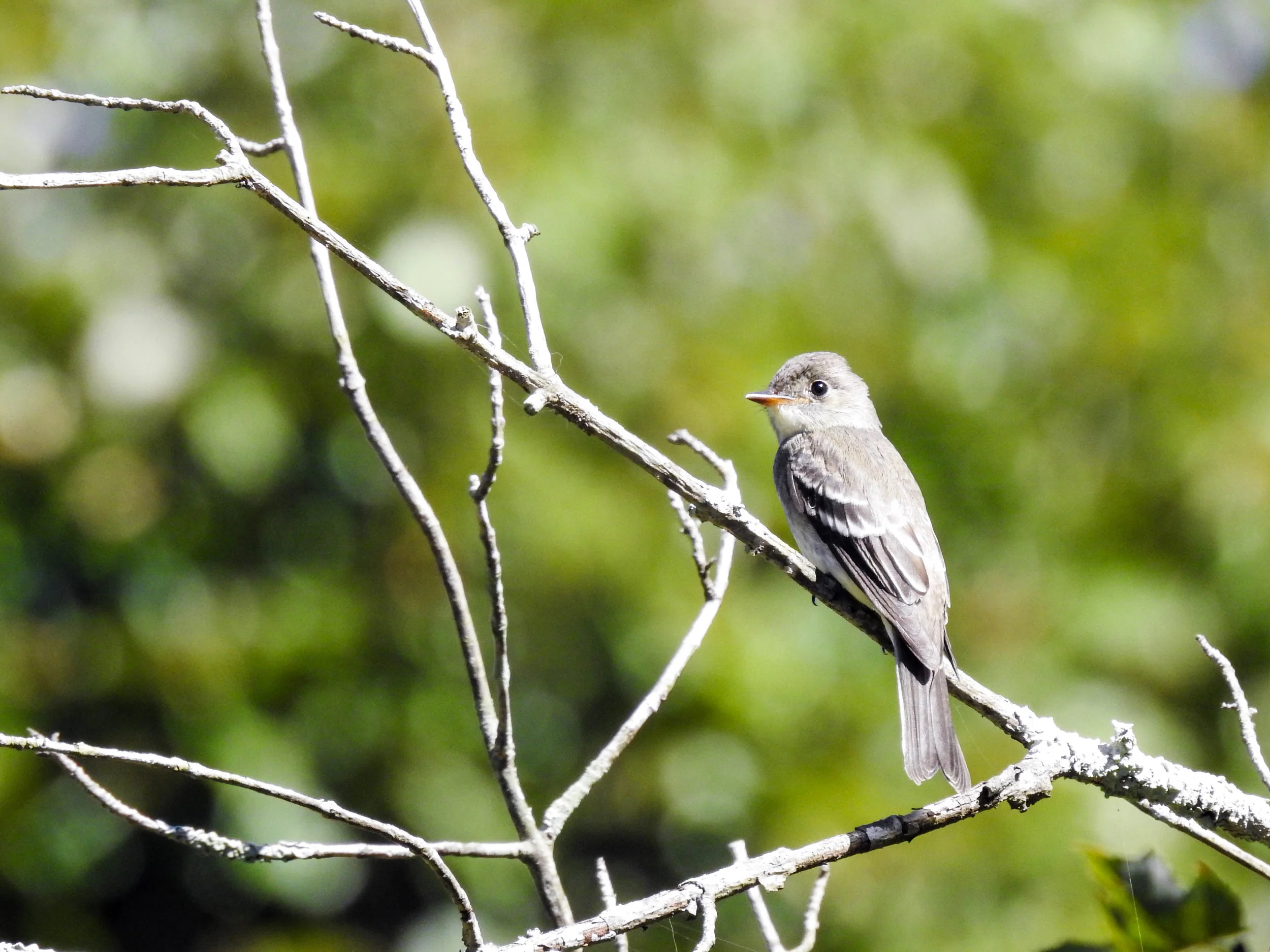Eastern Wood-Pewee