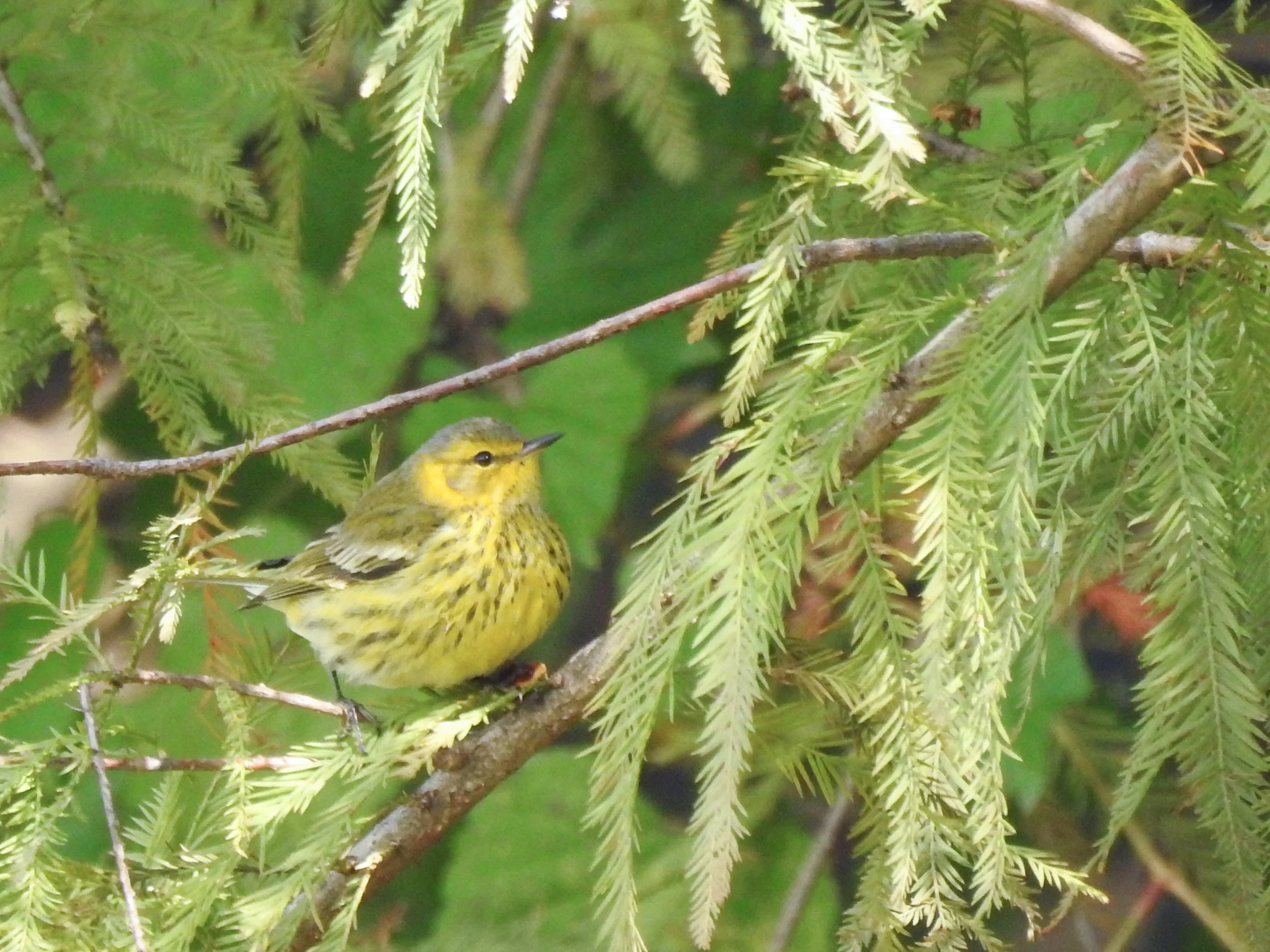 Cape May Warbler, nonbreeding male