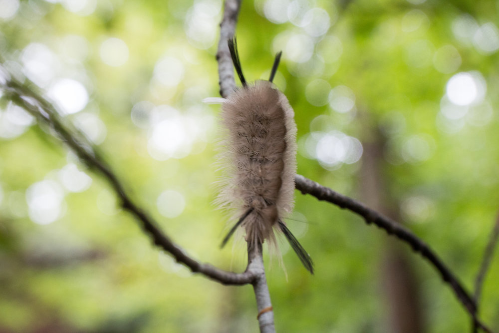 Banded Tussock Moth caterpillar, October 28, 2018