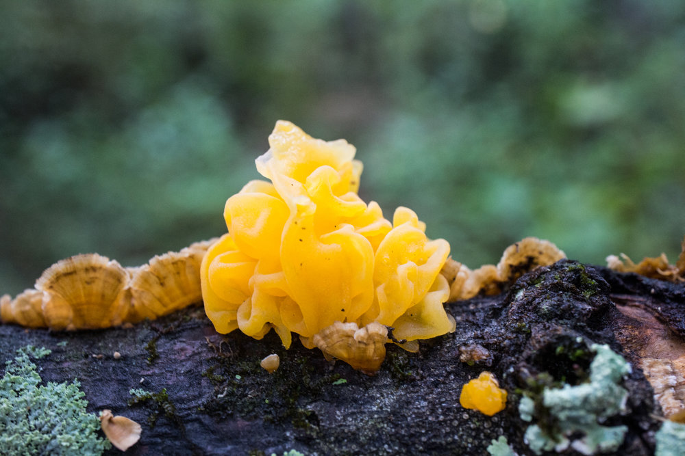 Jelly fungus, October 28, 2018